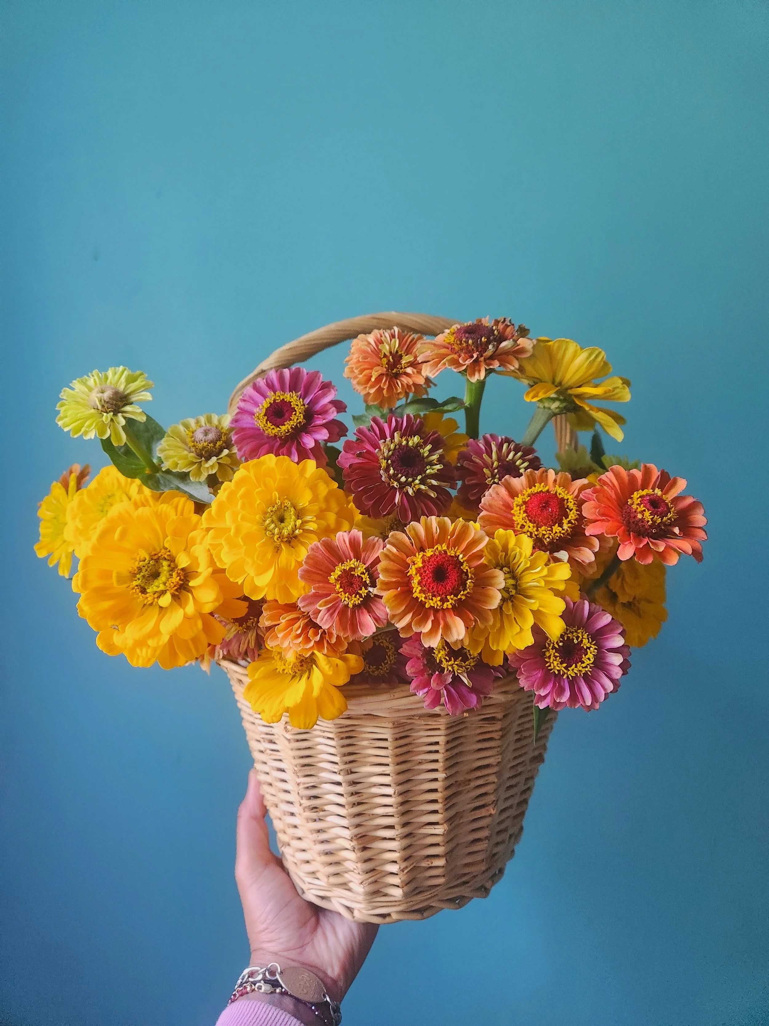 Colourful zinnias in a basket with a hand holding it up