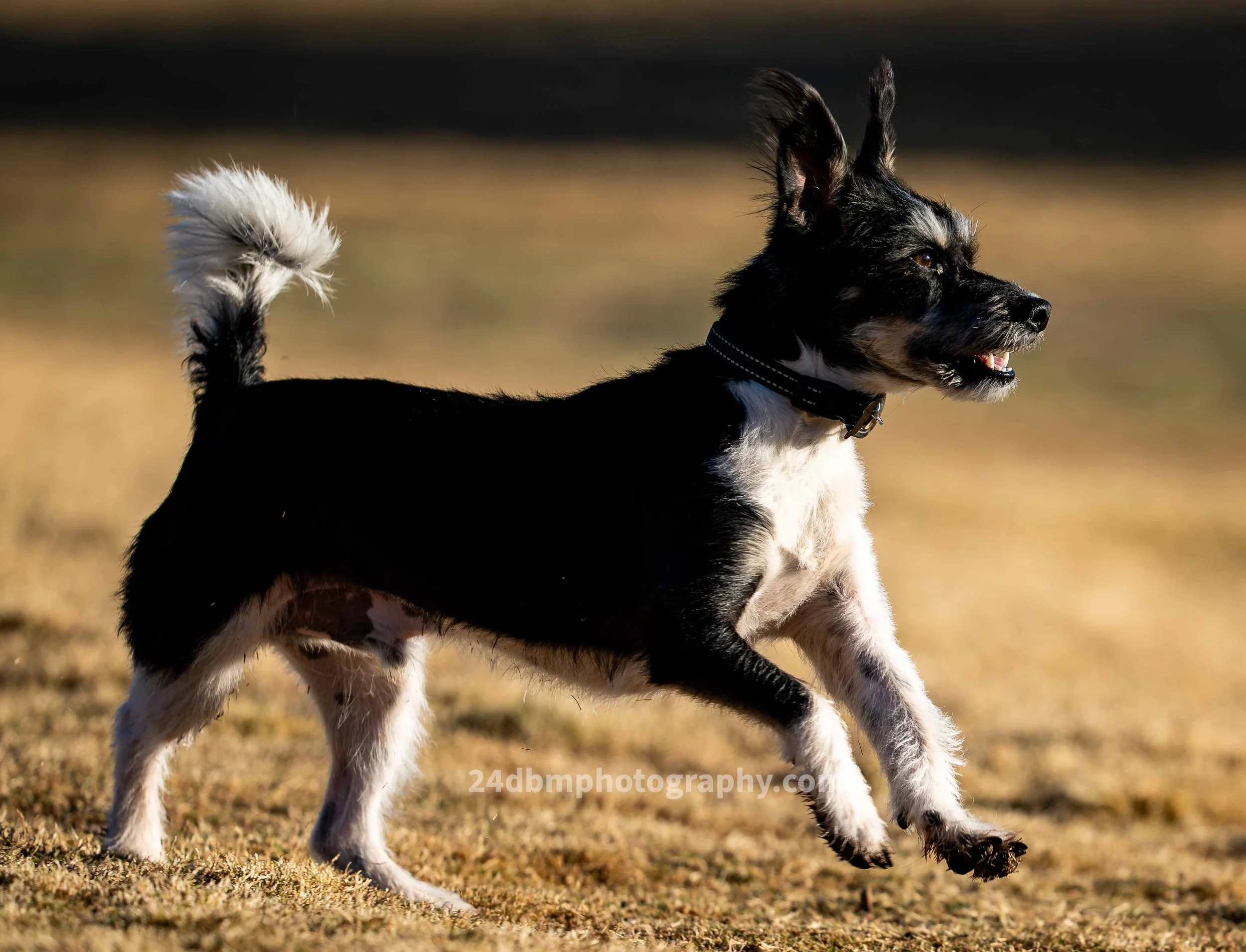 OB 2 DIGITAL DOWNLOAD