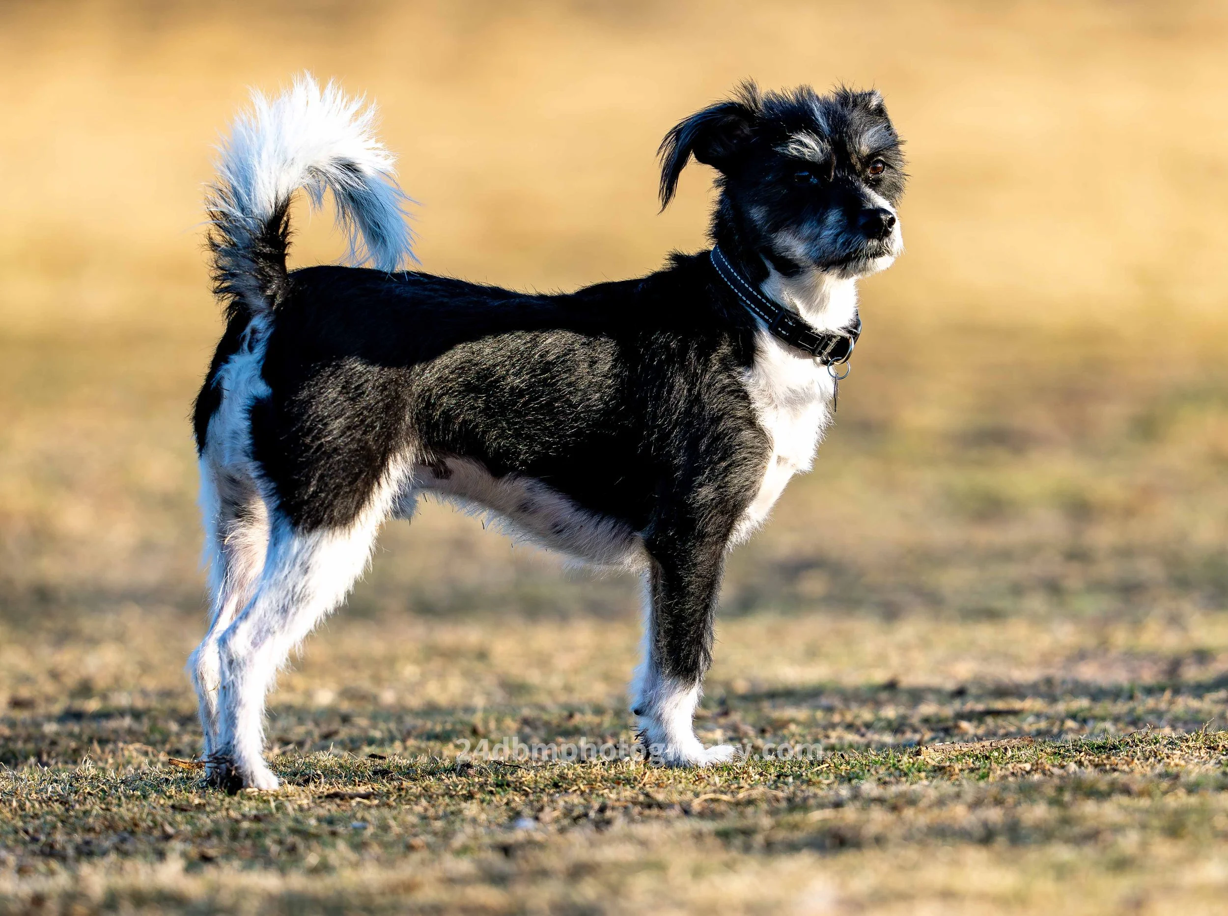 OB 1 DIGITAL DOWNLOAD