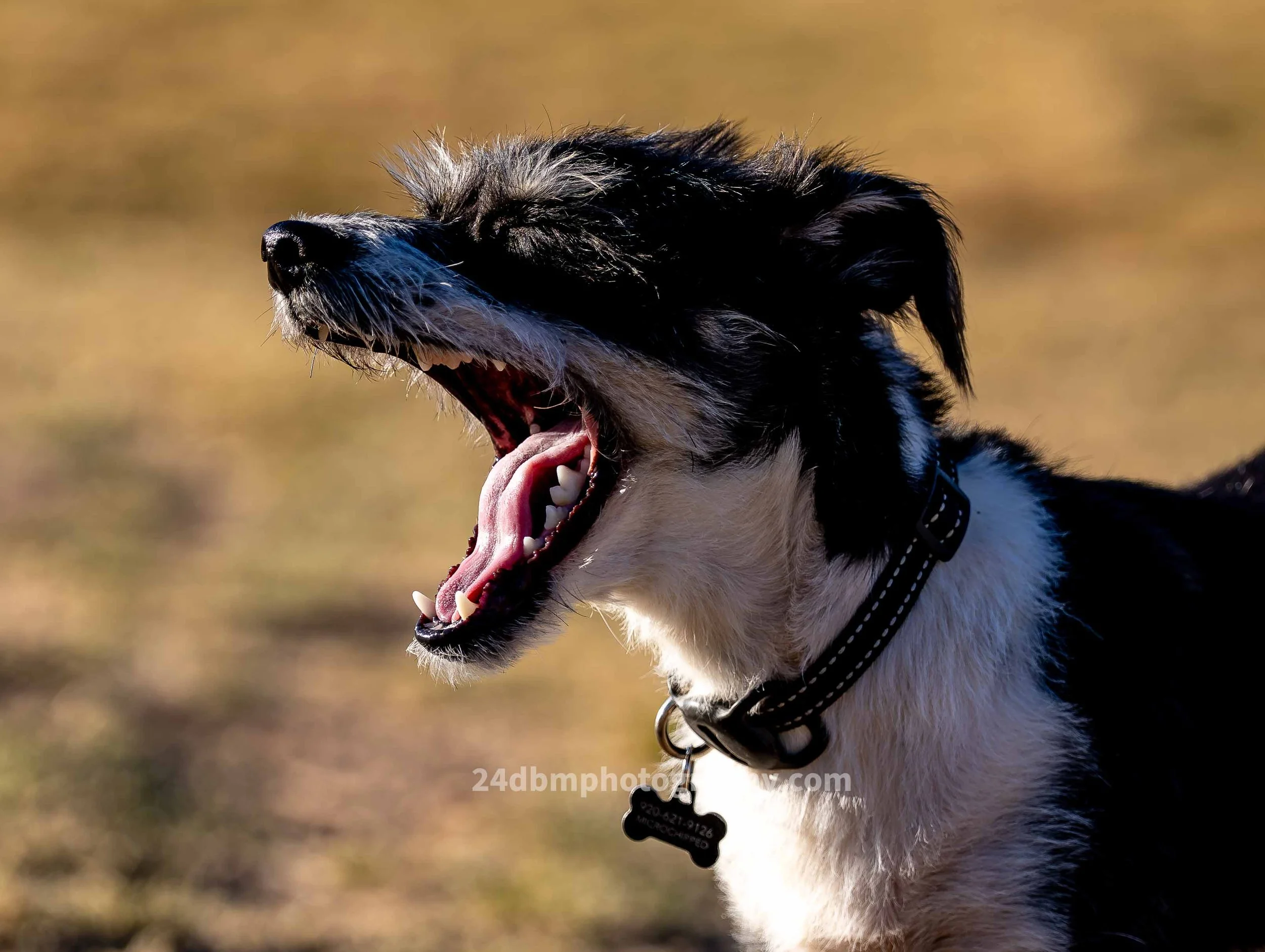 OB 3 DIGITAL DOWNLOAD