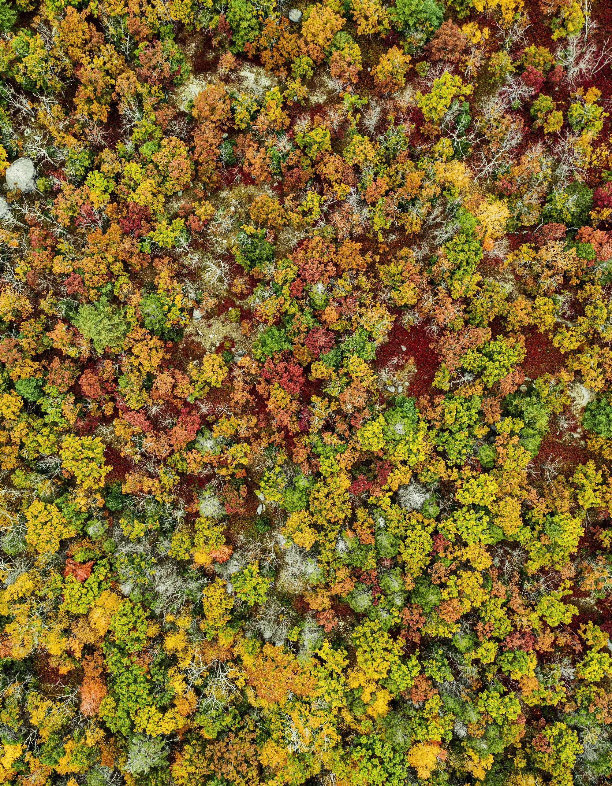 rep-and-repeat-michael-prince_aerial14.jpg
