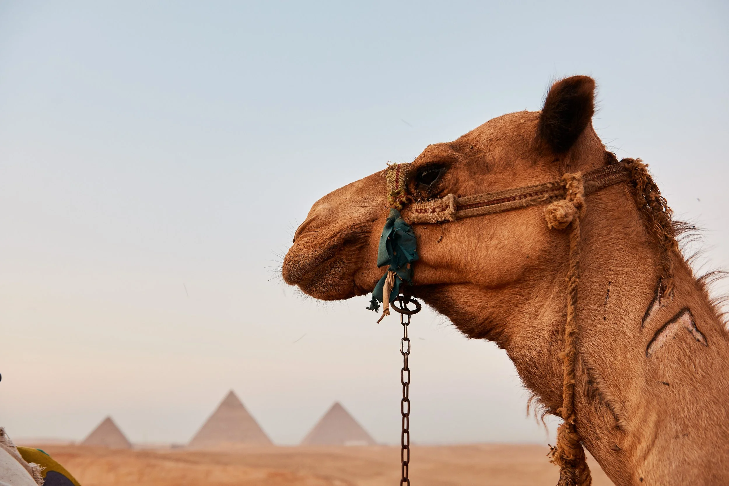 Personal_Egypt__10H5910.jpg