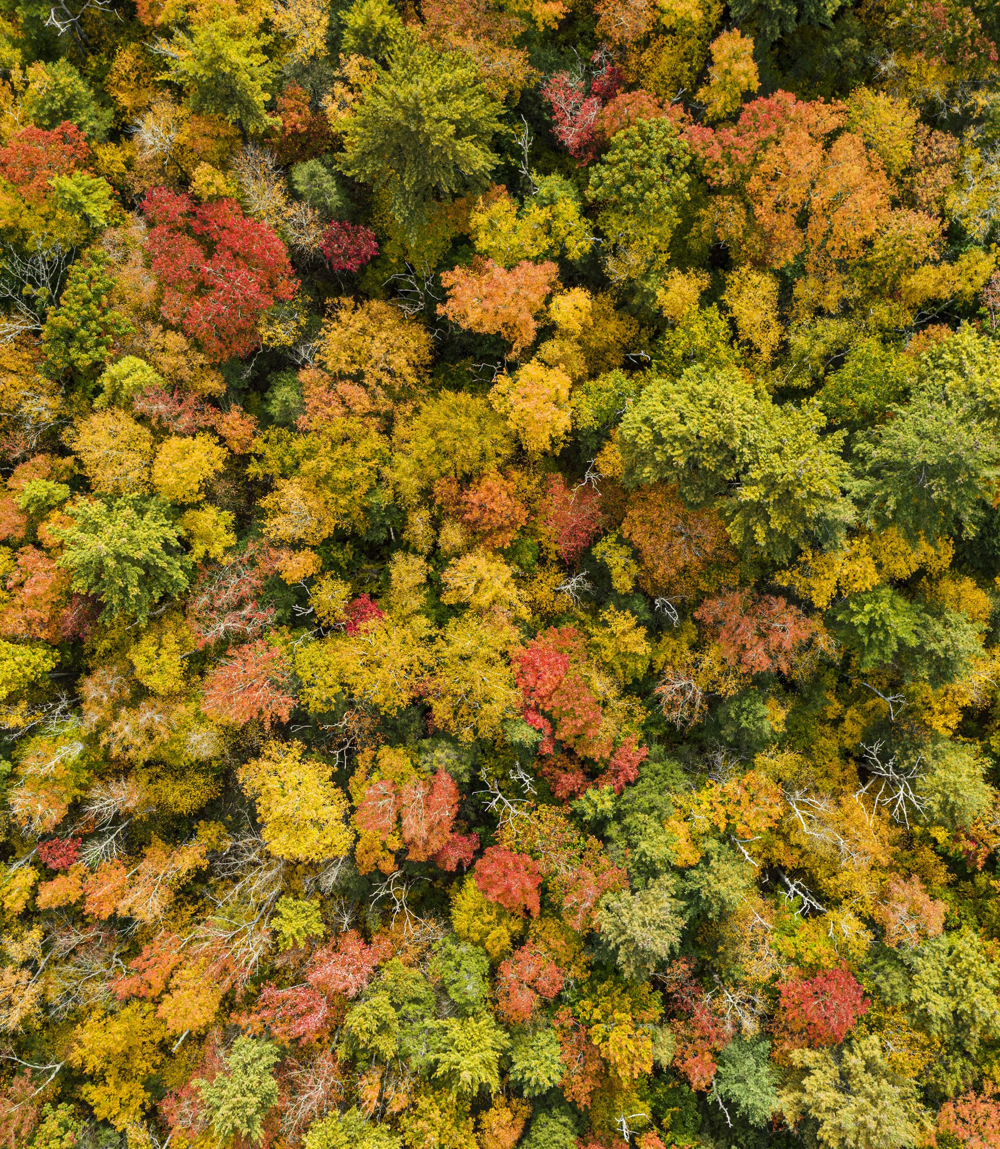 AERIAL