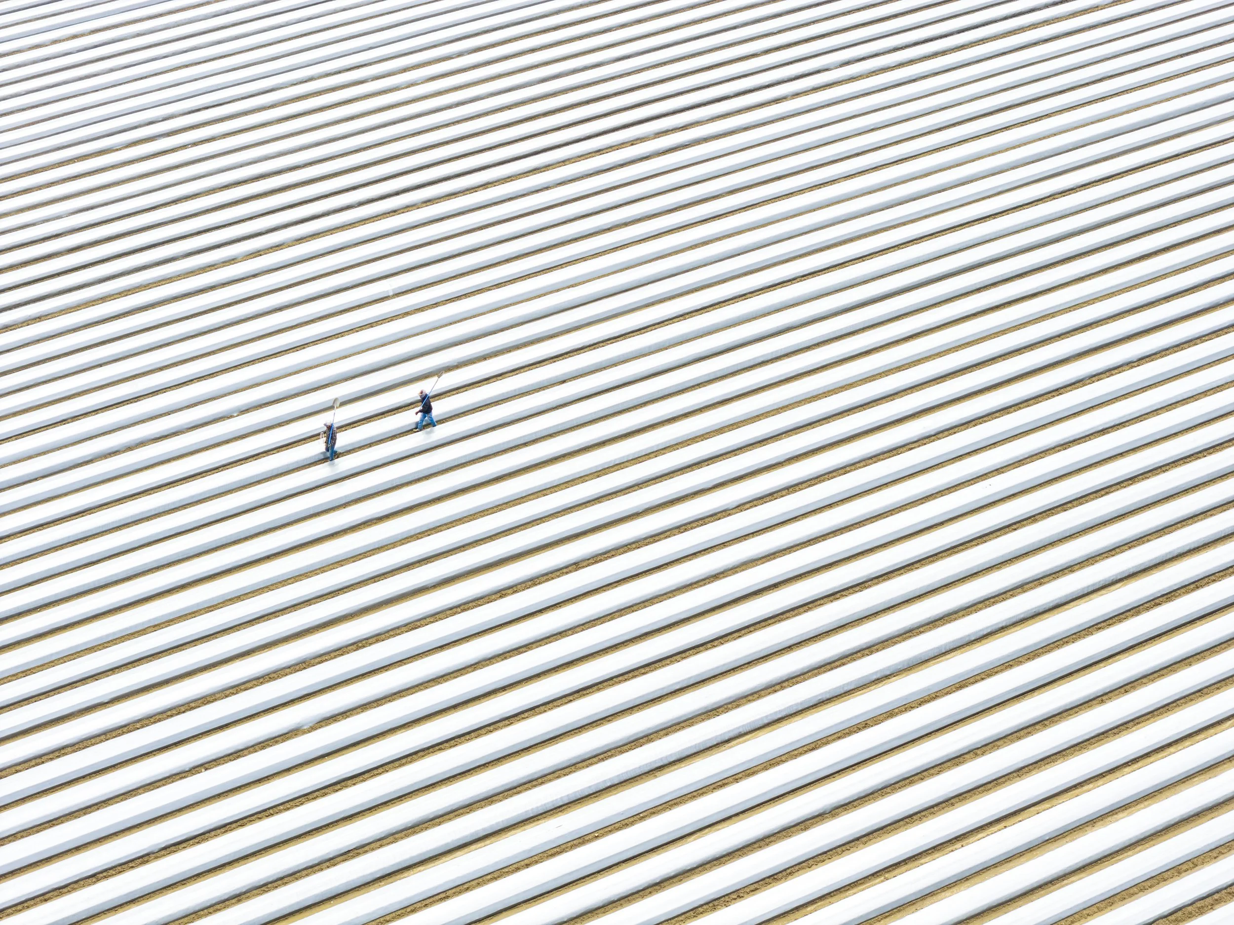 White Lines.jpg