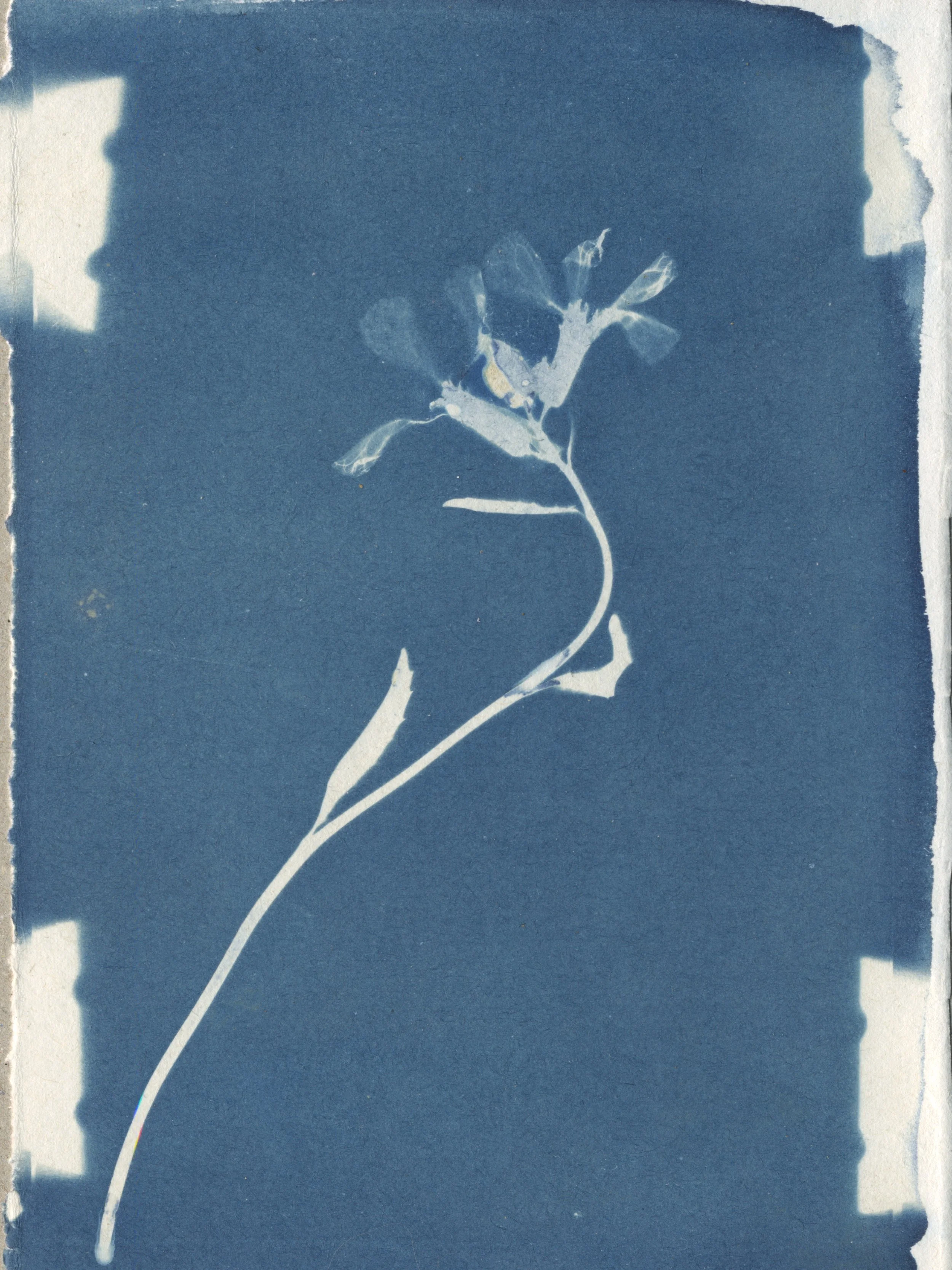 cyanotype process result.jpg