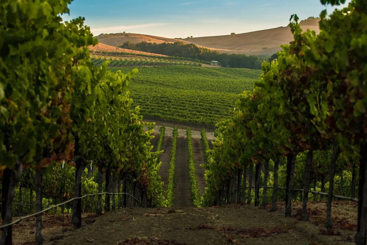 Rolling vineyard rows in Napa Valley, California with lush green grapevines and golden hills in the background