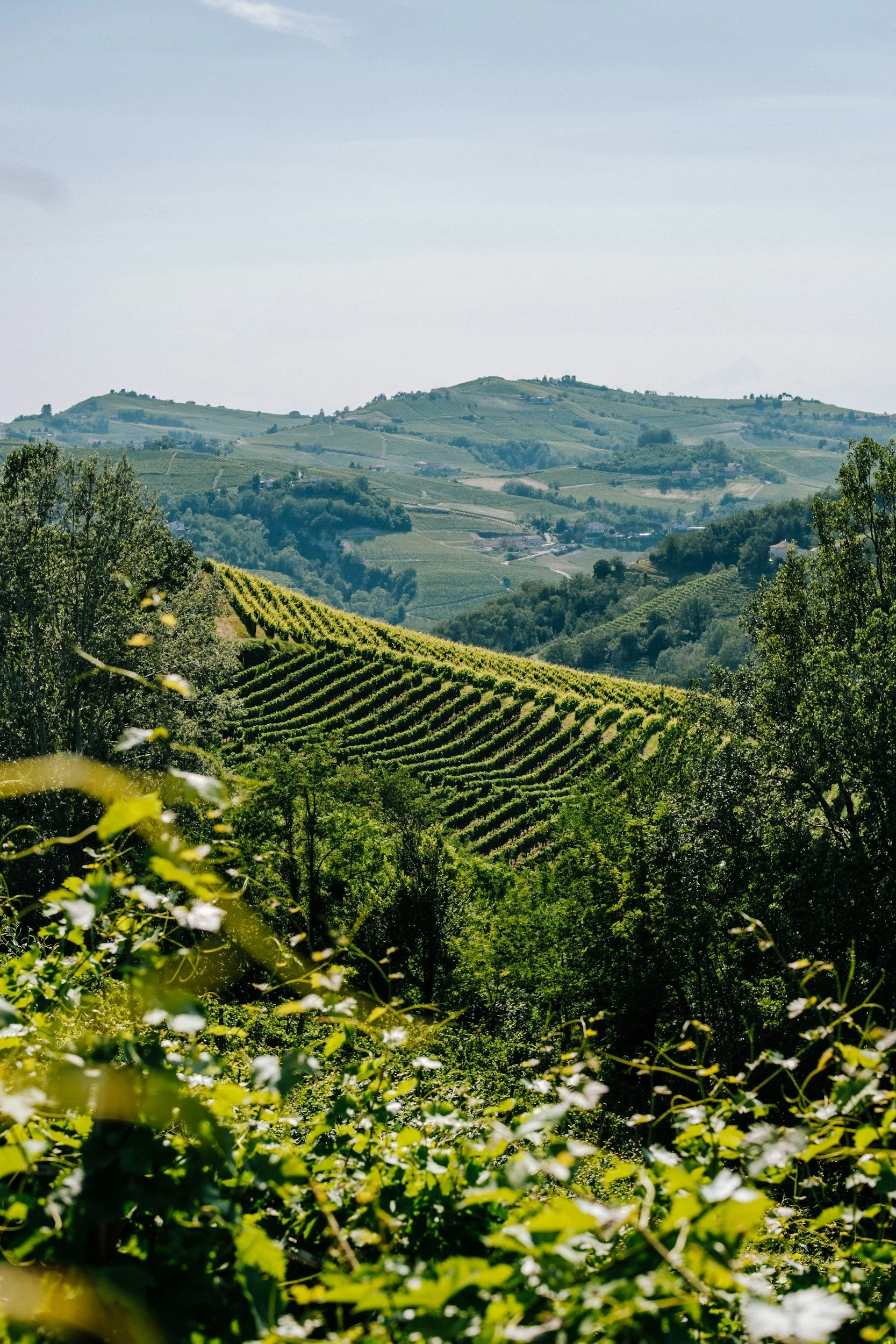Rolling vineyard hills in Piedmont, Italy with neatly lined grapevines across lush green countryside in the Langhe wine region.