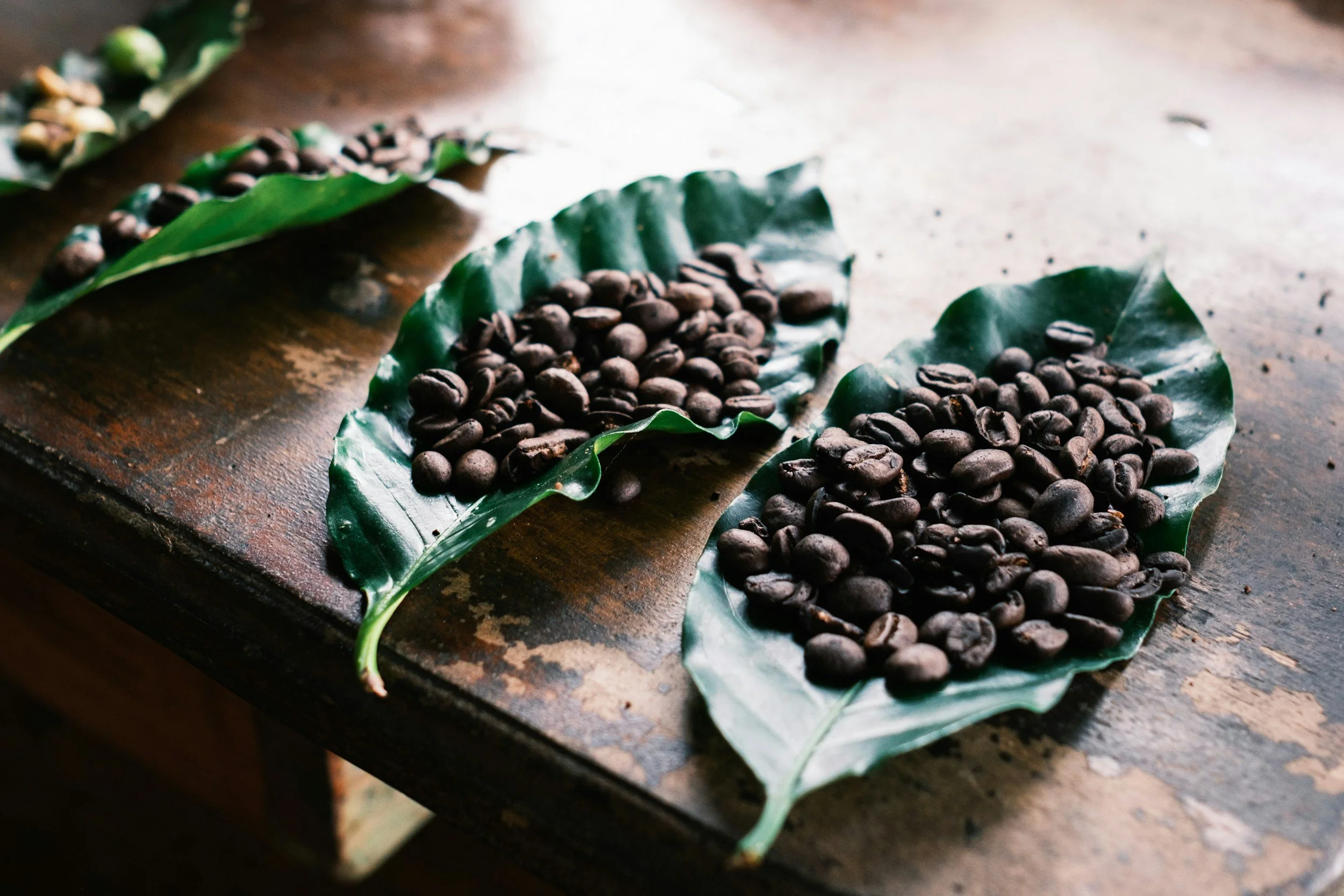 Freshly roasted Costa Rican coffee beans displayed on tropical leaves during a coffee tasting experience, highlighting one of the country’s most celebrated agricultural traditions.