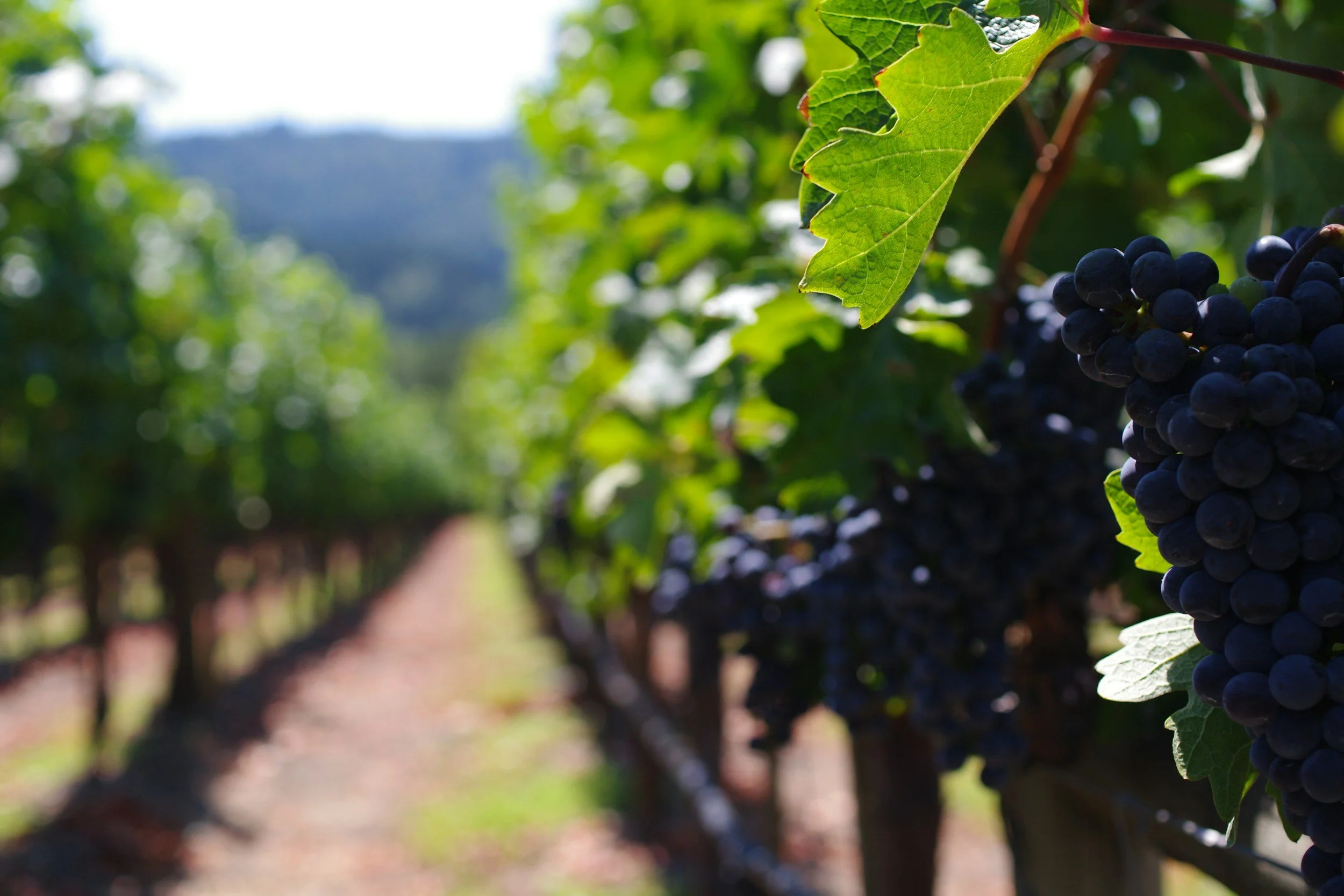 Close-up of ripe wine grapes hanging from the vines in a Napa Valley vineyard, with sunlit rows of grapevines stretching into the distance.