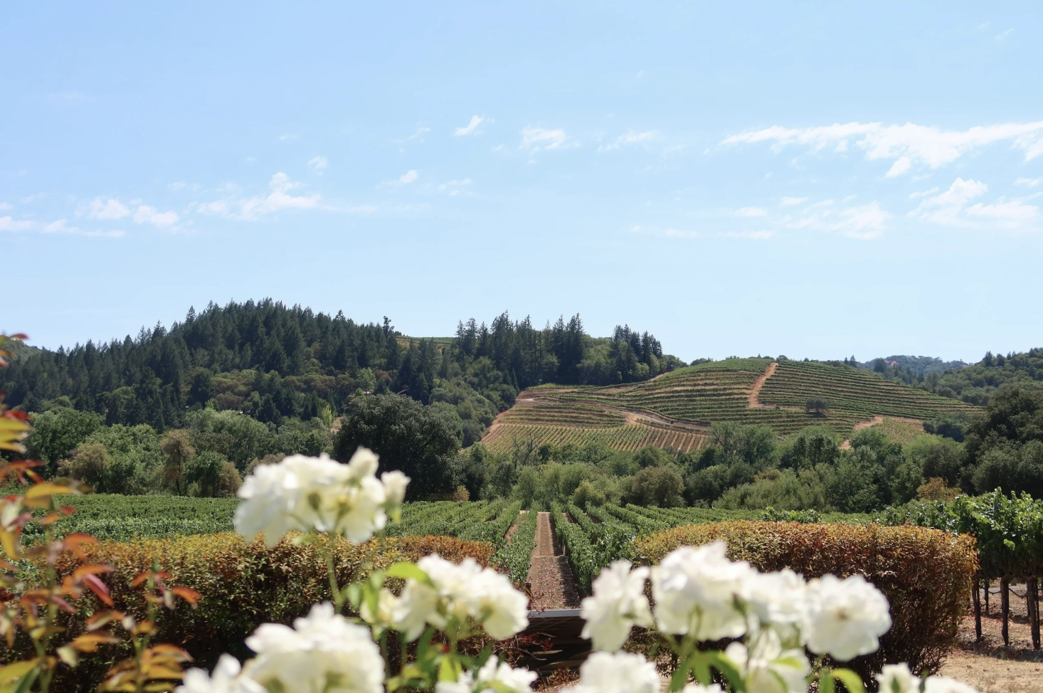 Luxury Napa Valley Travel Guide: Where to Stay, What to Do &amp; The Perfect Wine Country Escape
