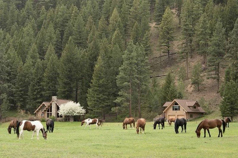 Horses grazing in a meadow at Triple Creek Ranch with luxury cabins and forested mountain backdrop in Montana
