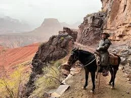 Take a horse or mule trek down into the Grand Canyon 