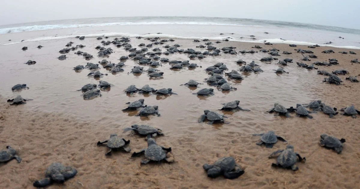 A large group of baby sea turtles just hatched off of Jekyll Island, Georgia, head to the sea 