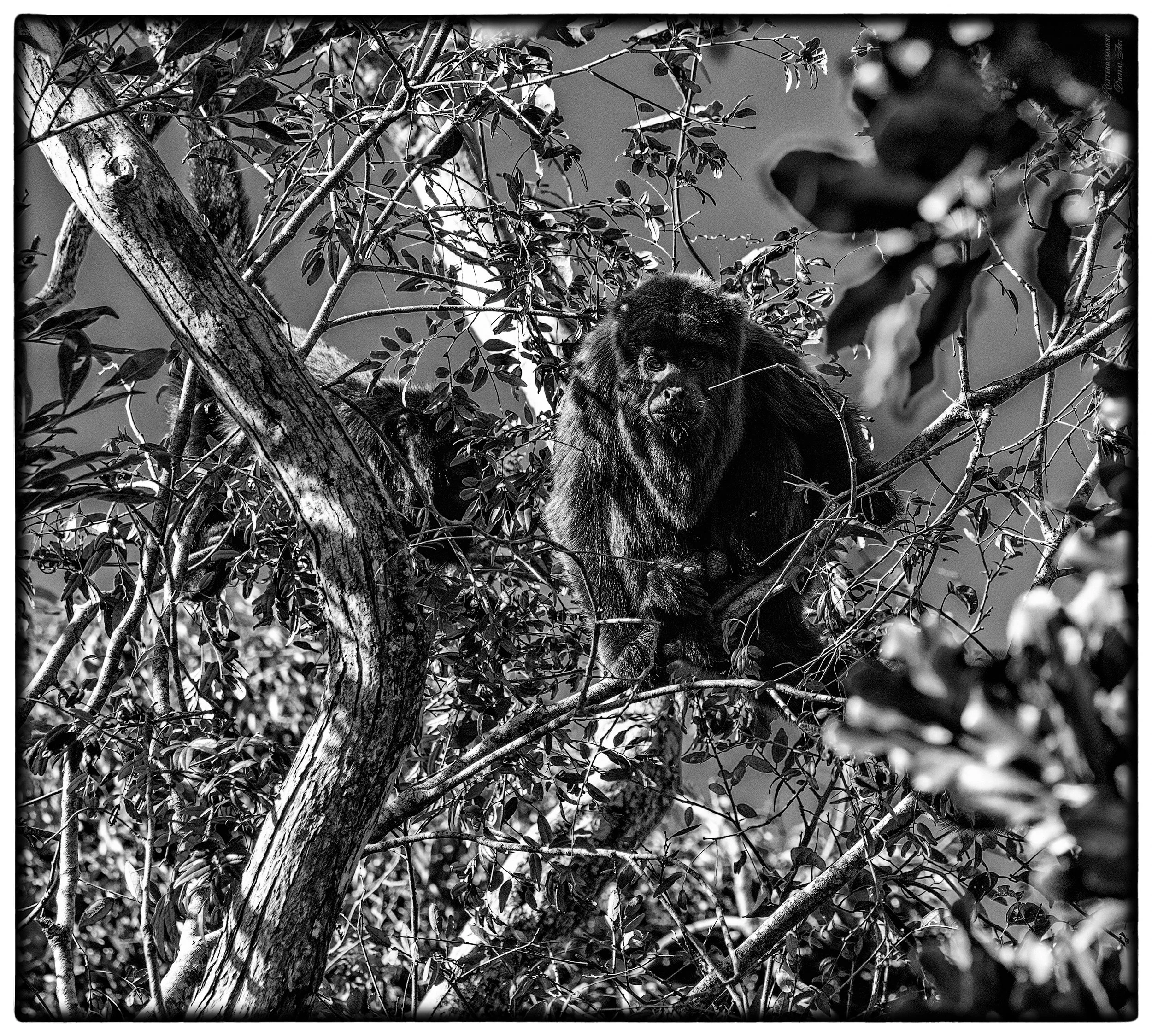 Monkeys in the back garden