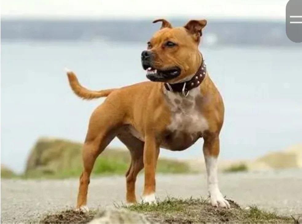 Mans best friend….                           Can he be your best friend?                               By AJ McRobert (The Husband of the blog)