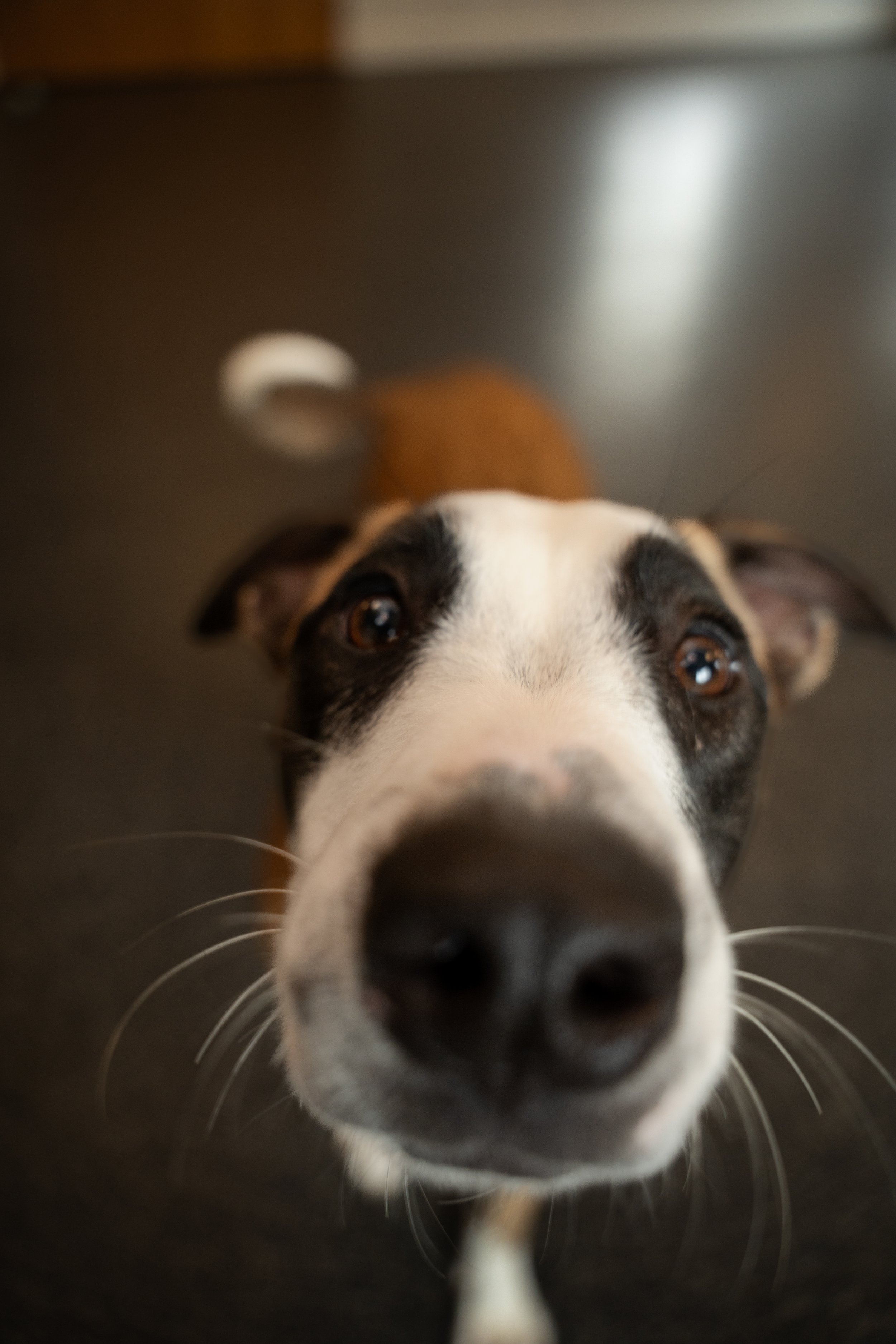 Humane Society-26.jpg