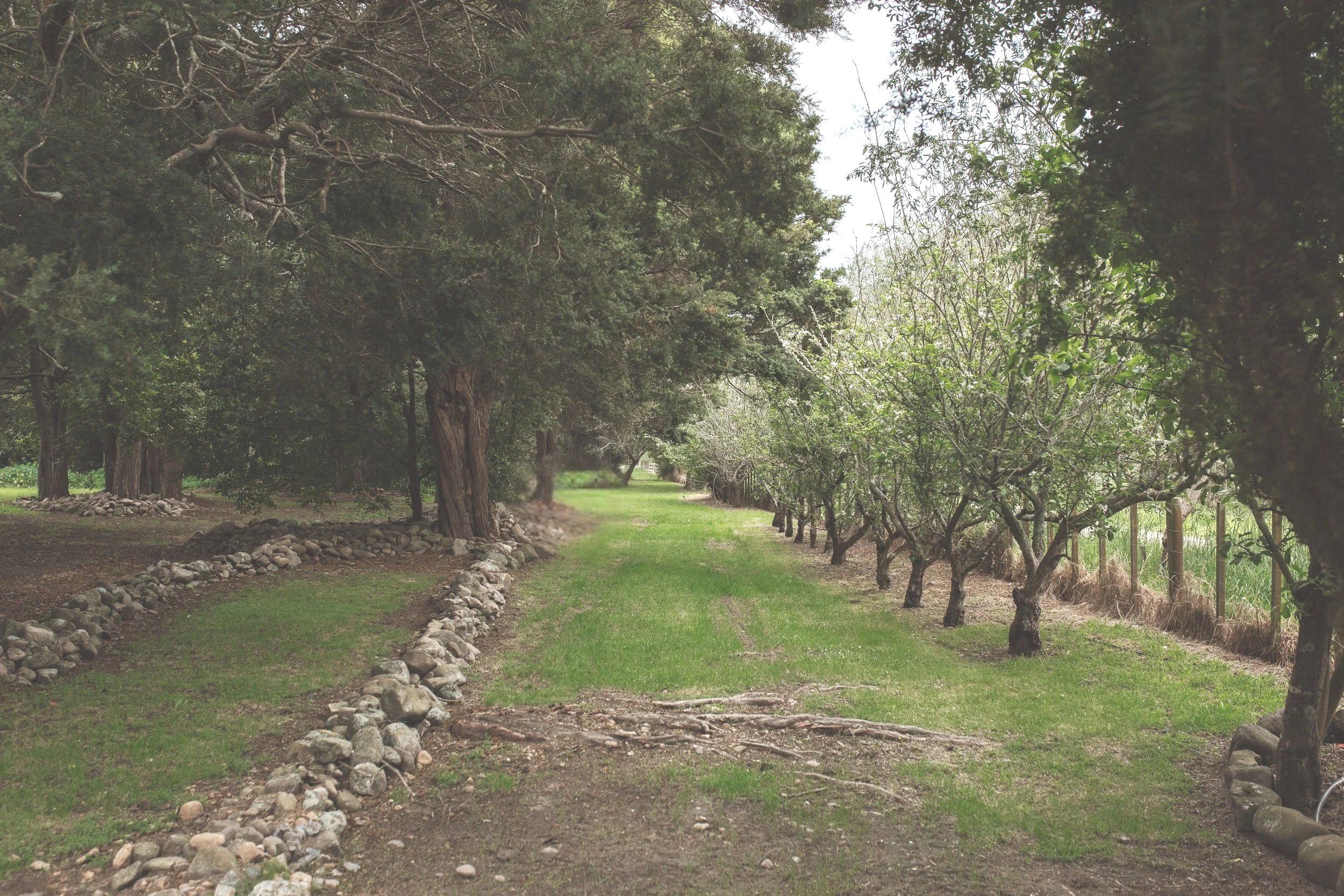 A dirt path runs through an orchard lined with trees on both sides, some with stone borders. The trees are green and leafy, and the grass along the path is lush and green.
