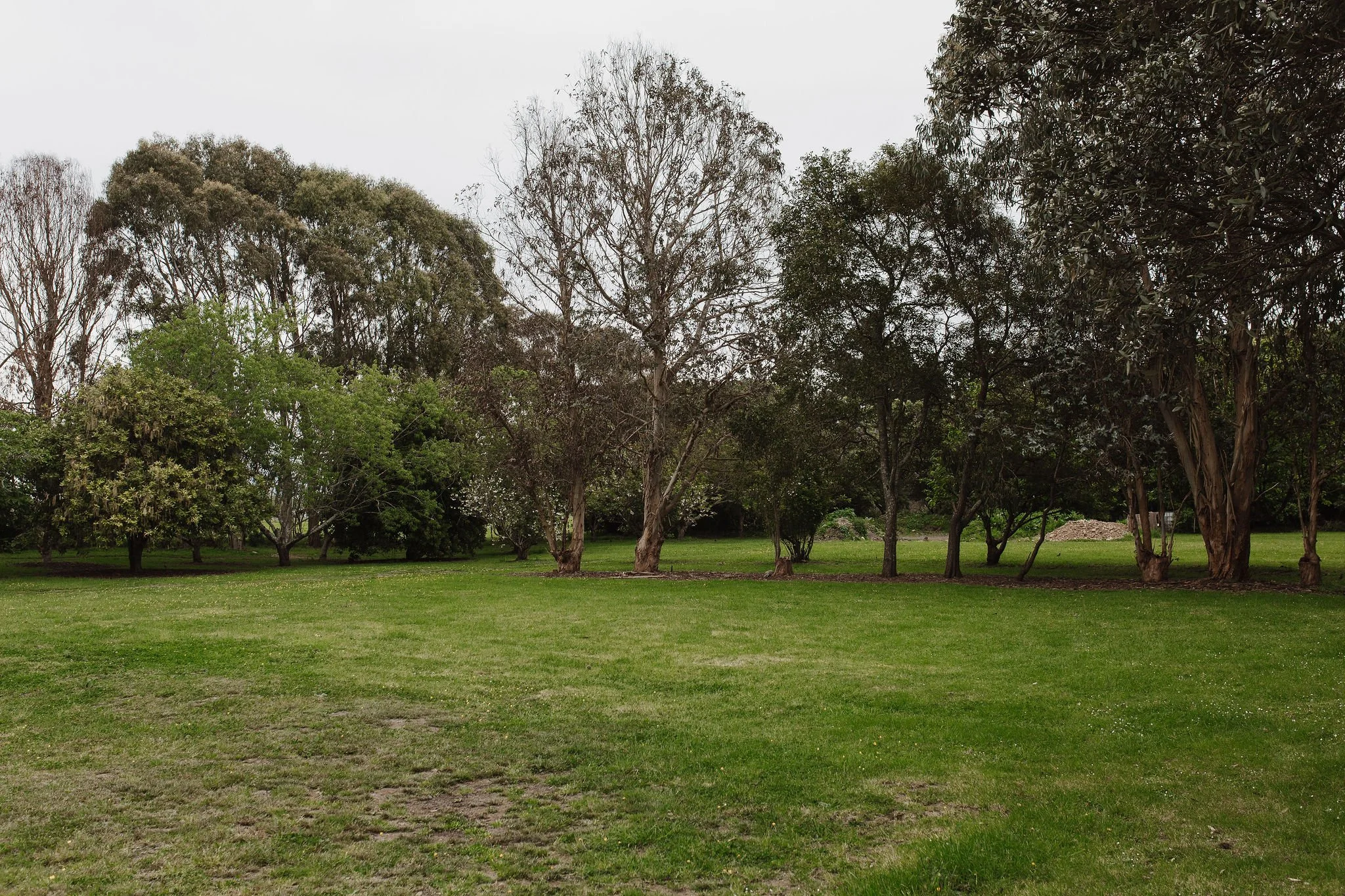 A grassy park with scattered trees and a cloudy sky.