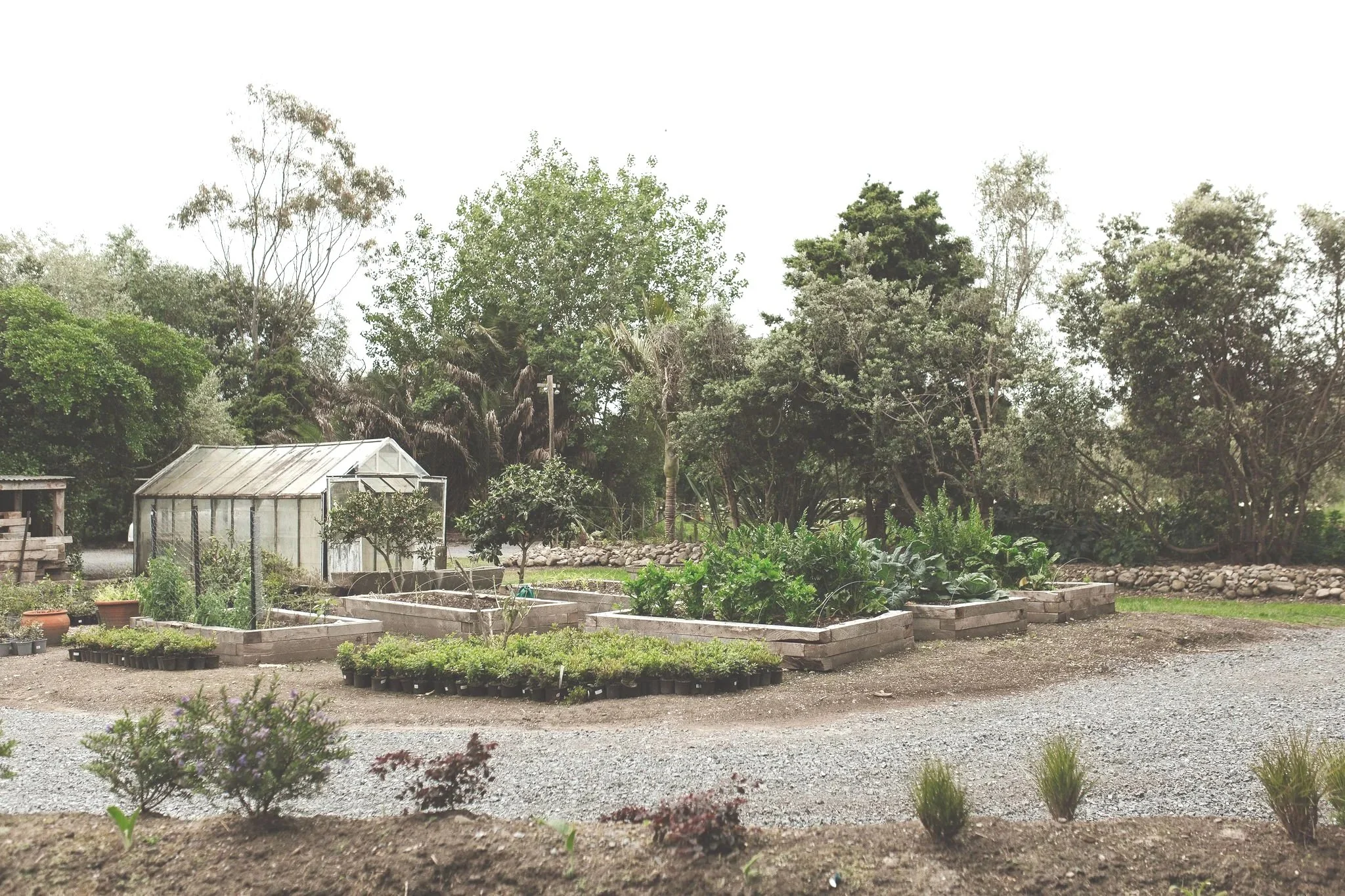 A garden with raised beds filled with various plants. There's a small greenhouse to the left and a gravel path in the foreground. Trees surround the garden area.