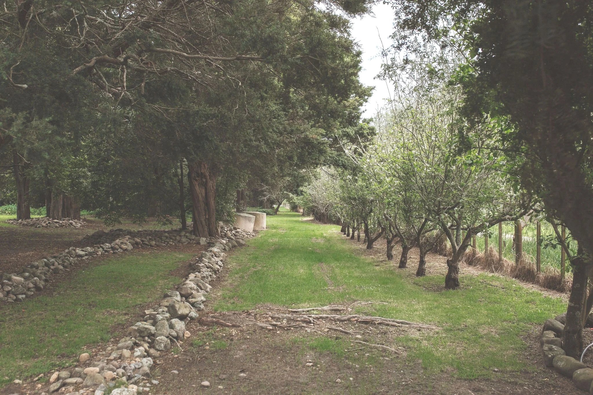 A peaceful garden with a grassy pathway, surrounded by trees on the left and row of smaller trees on the right with a fence behind them.