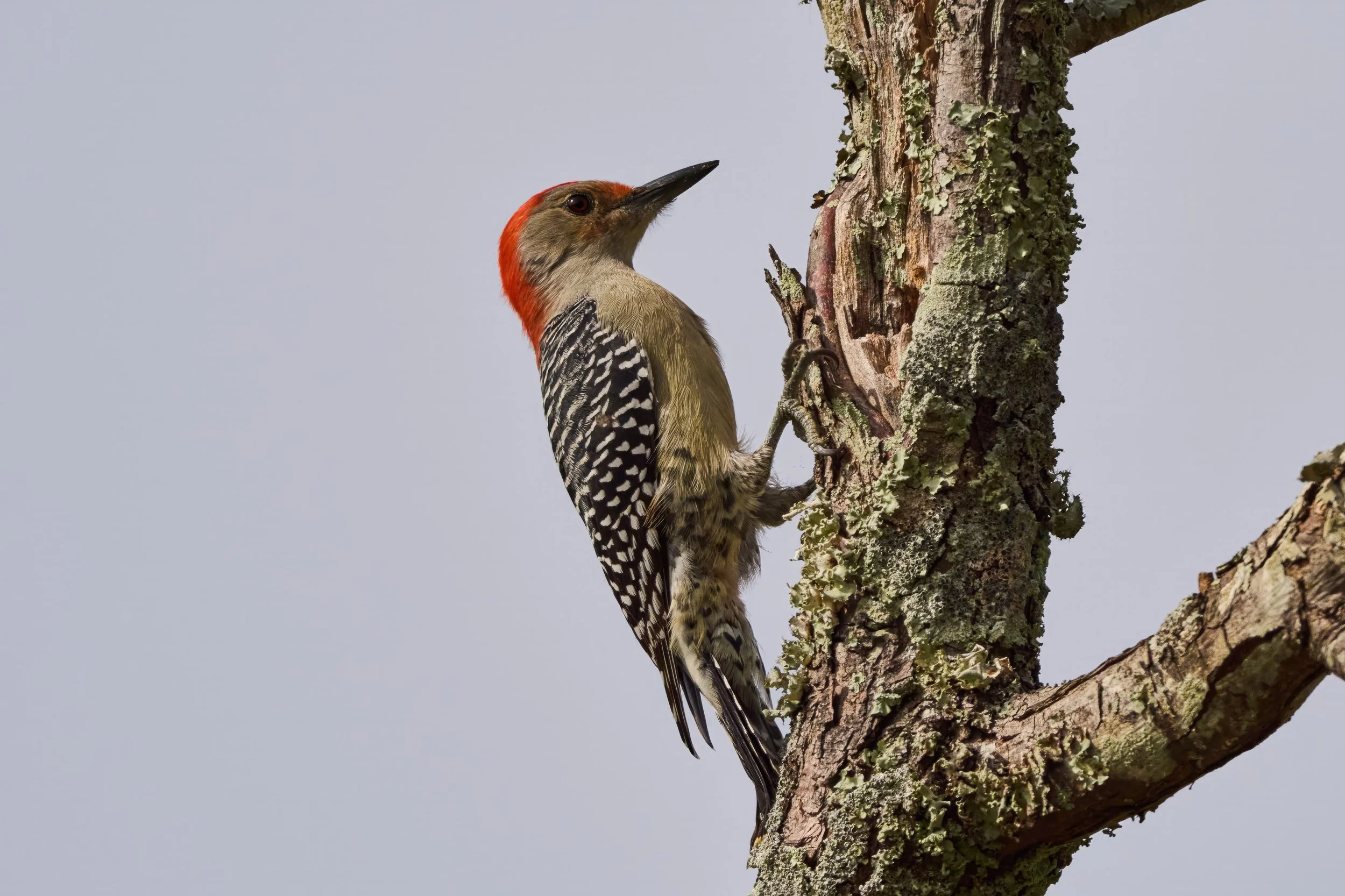 Red Bellied Woodpecker Available as a 8 x 10 or 11 x 14 Print
