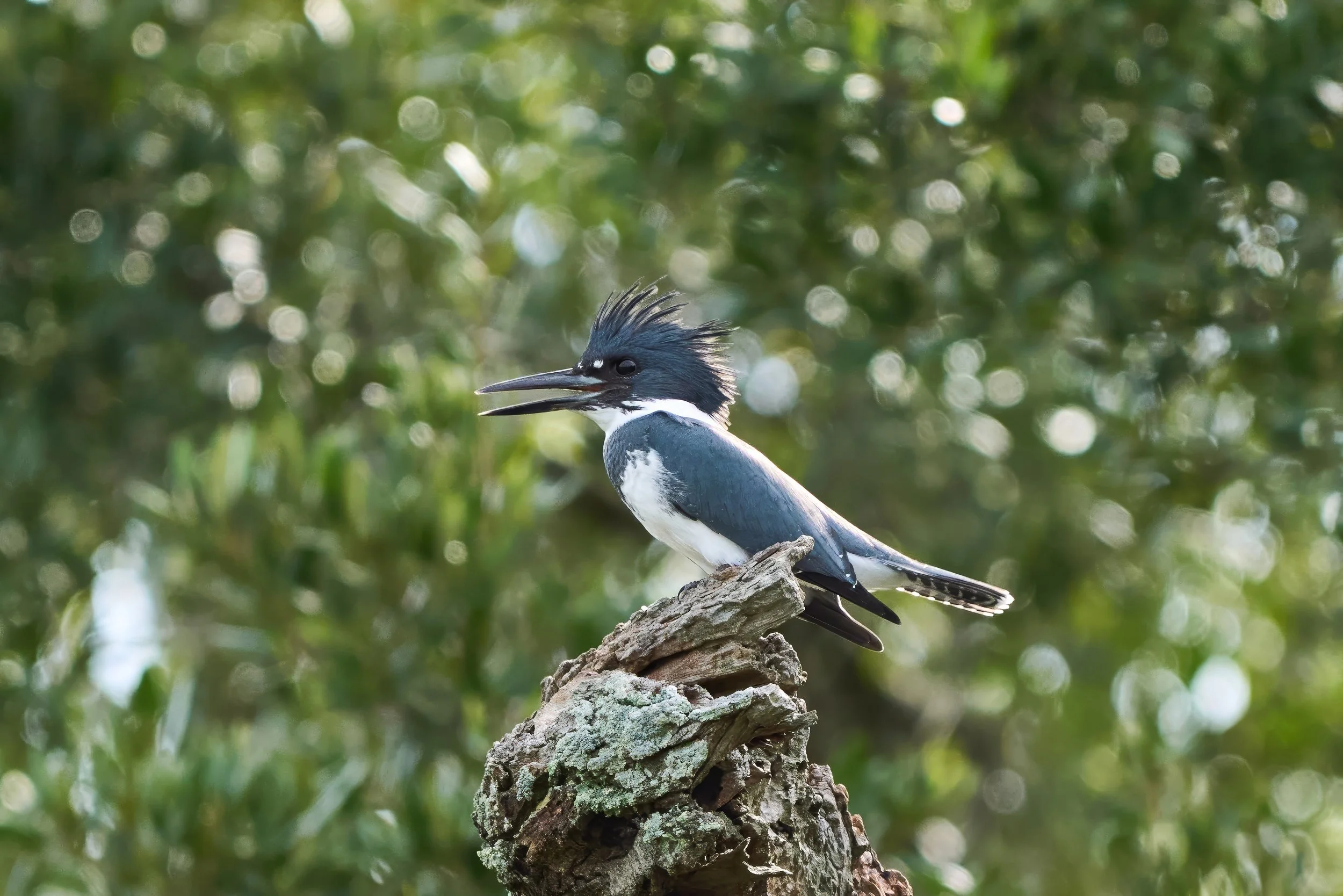 Belted Kingfisher Available as a 8 x 10 or 11 x 14 Print