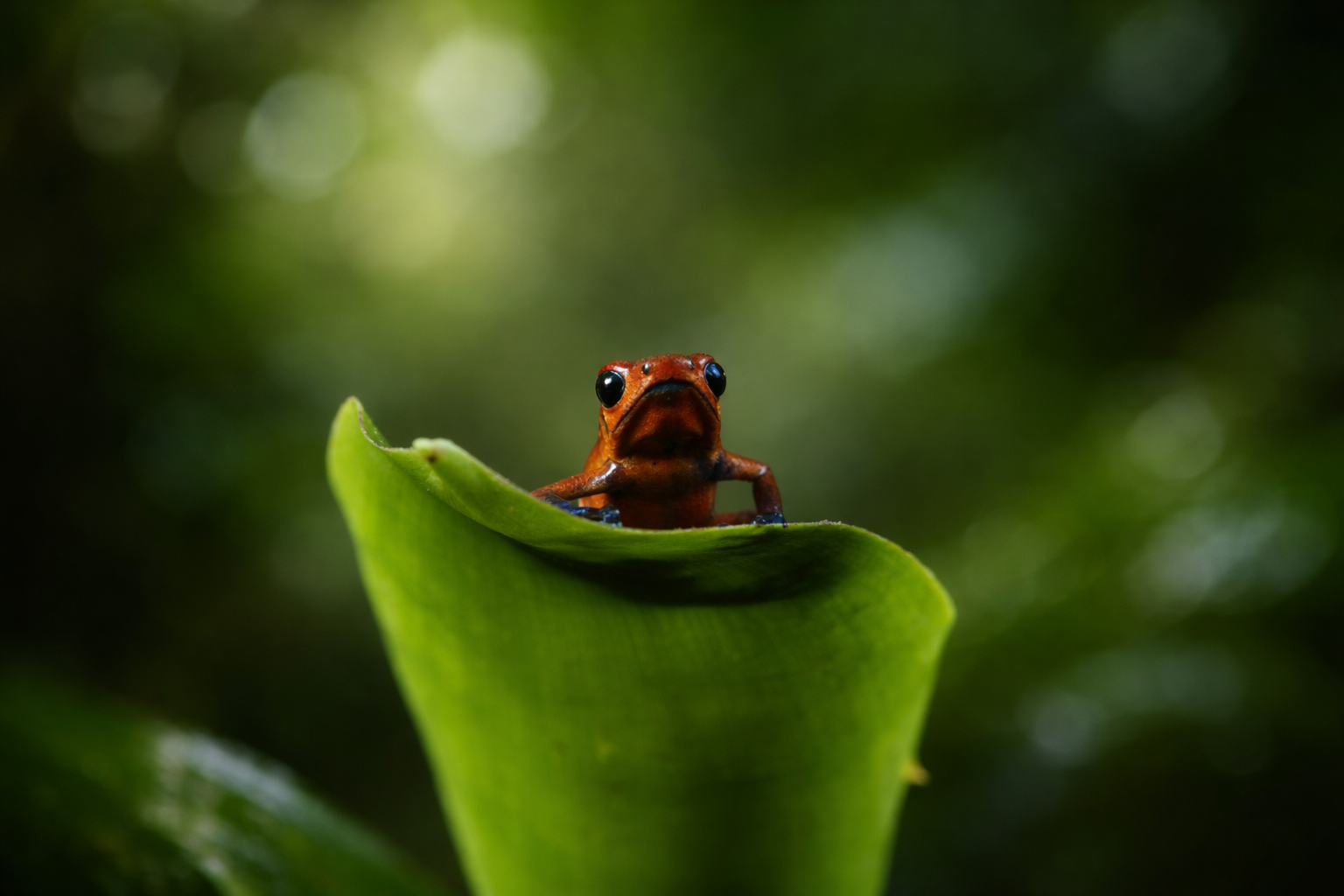 The forest reveals itself slowly.