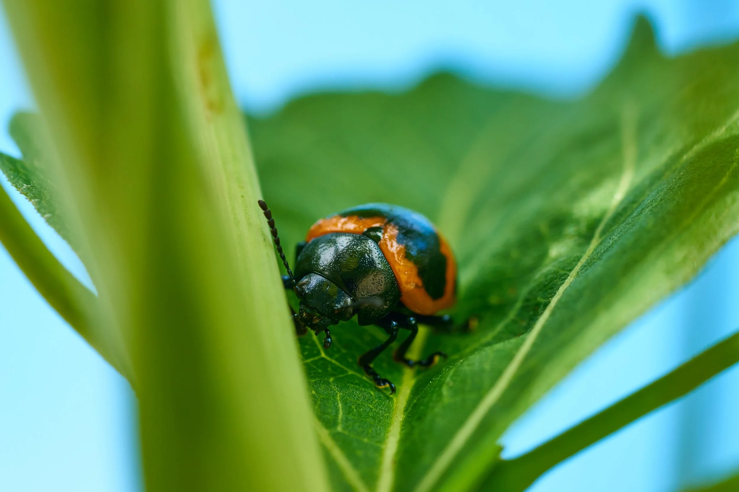 7RV07535 milkweed leaf beetle.jpg