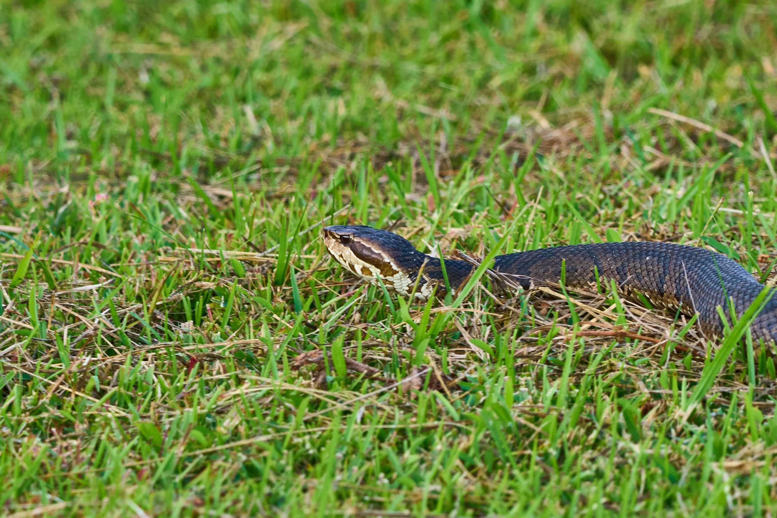 A1201480 crop 20mb.jpg