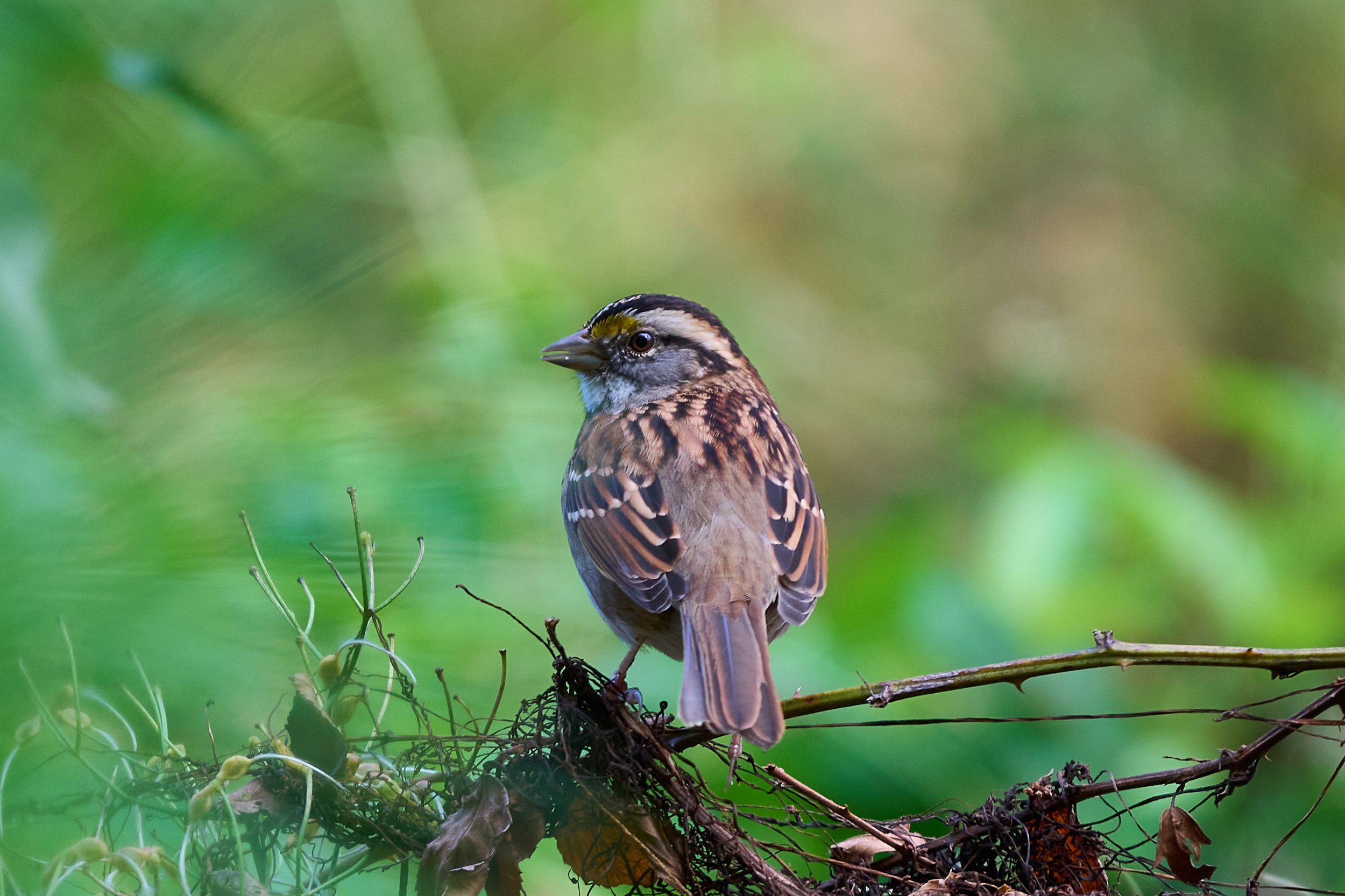 A1200203 - Copy - Copy.jpg