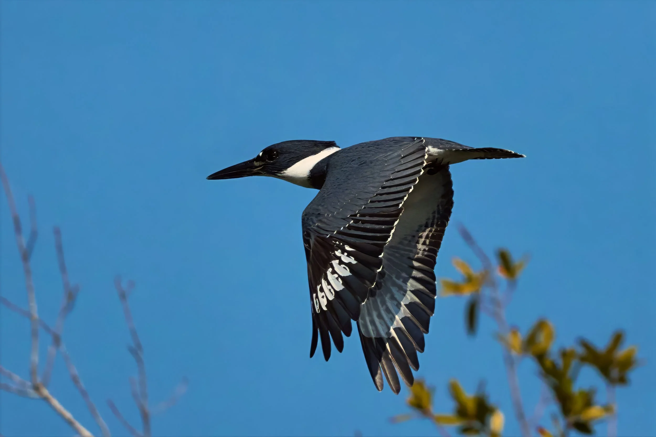 Kingfisher In Flight Available as a 8 x 10 or 11 x 14 Print