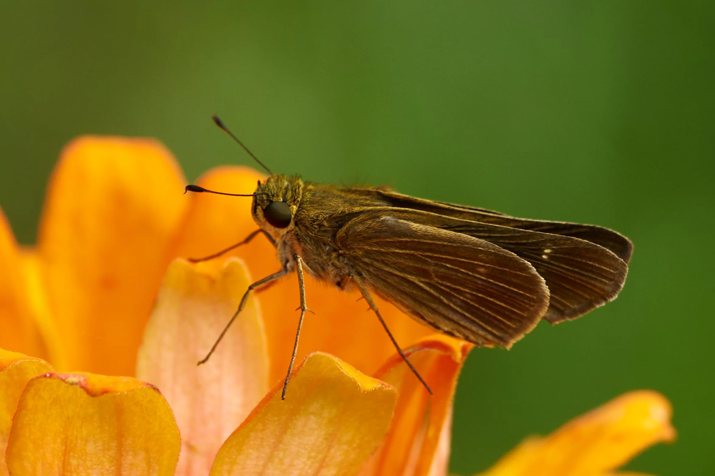 7RV07596 palmetto skipper.jpg