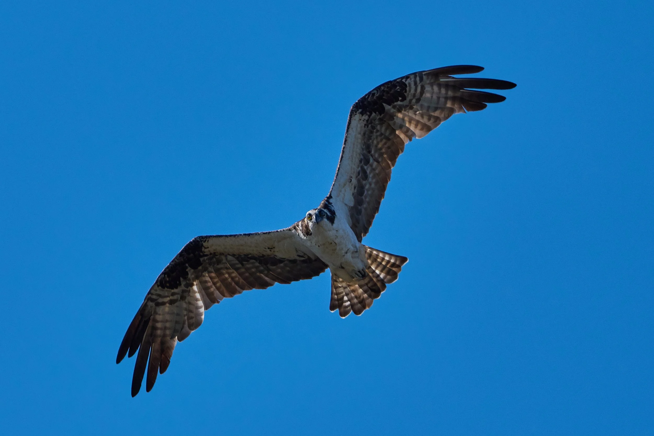 A1200474 - Copy (2).jpg