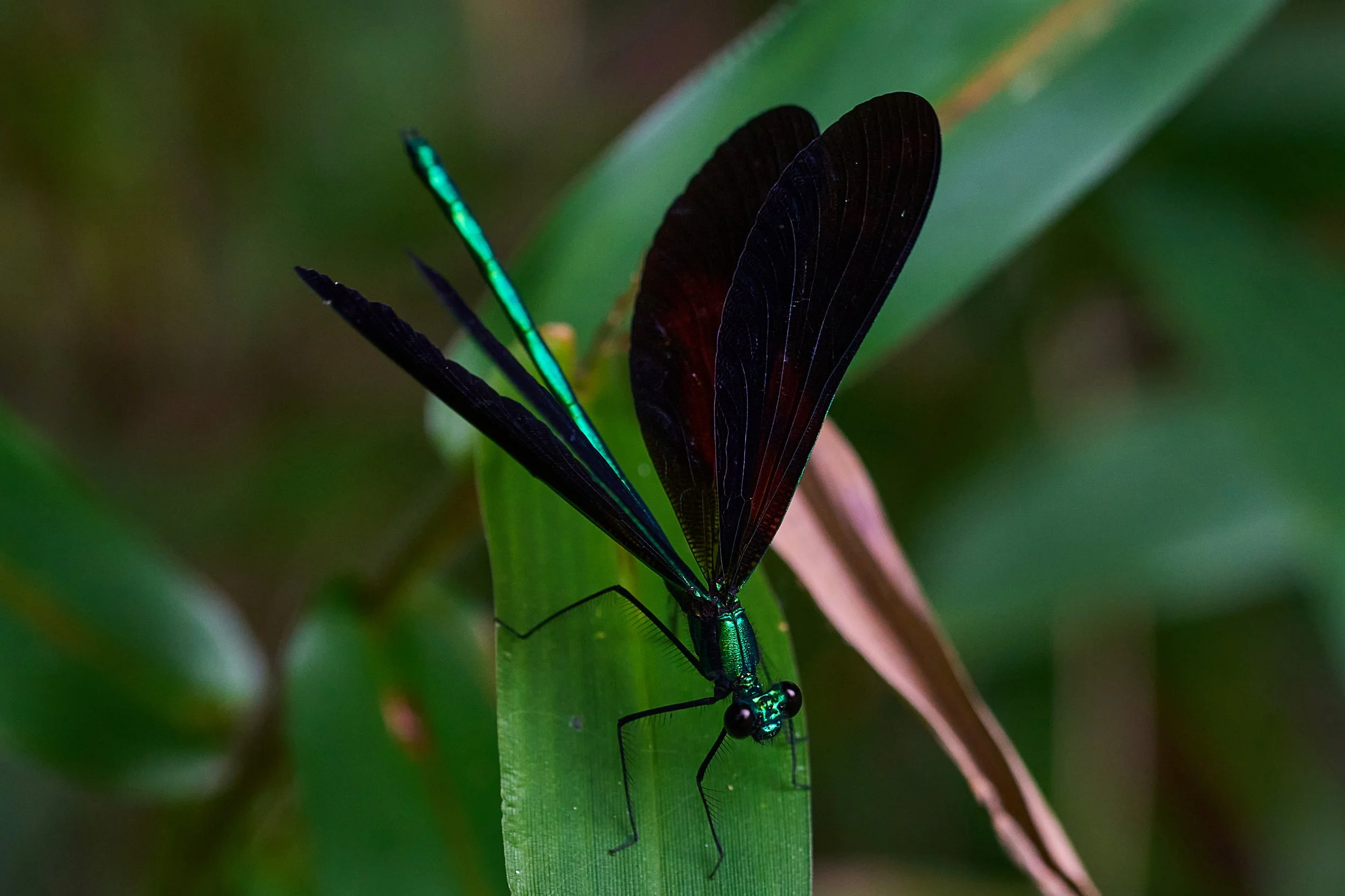 7RV07381 ebony jewelwing damselfly.jpg
