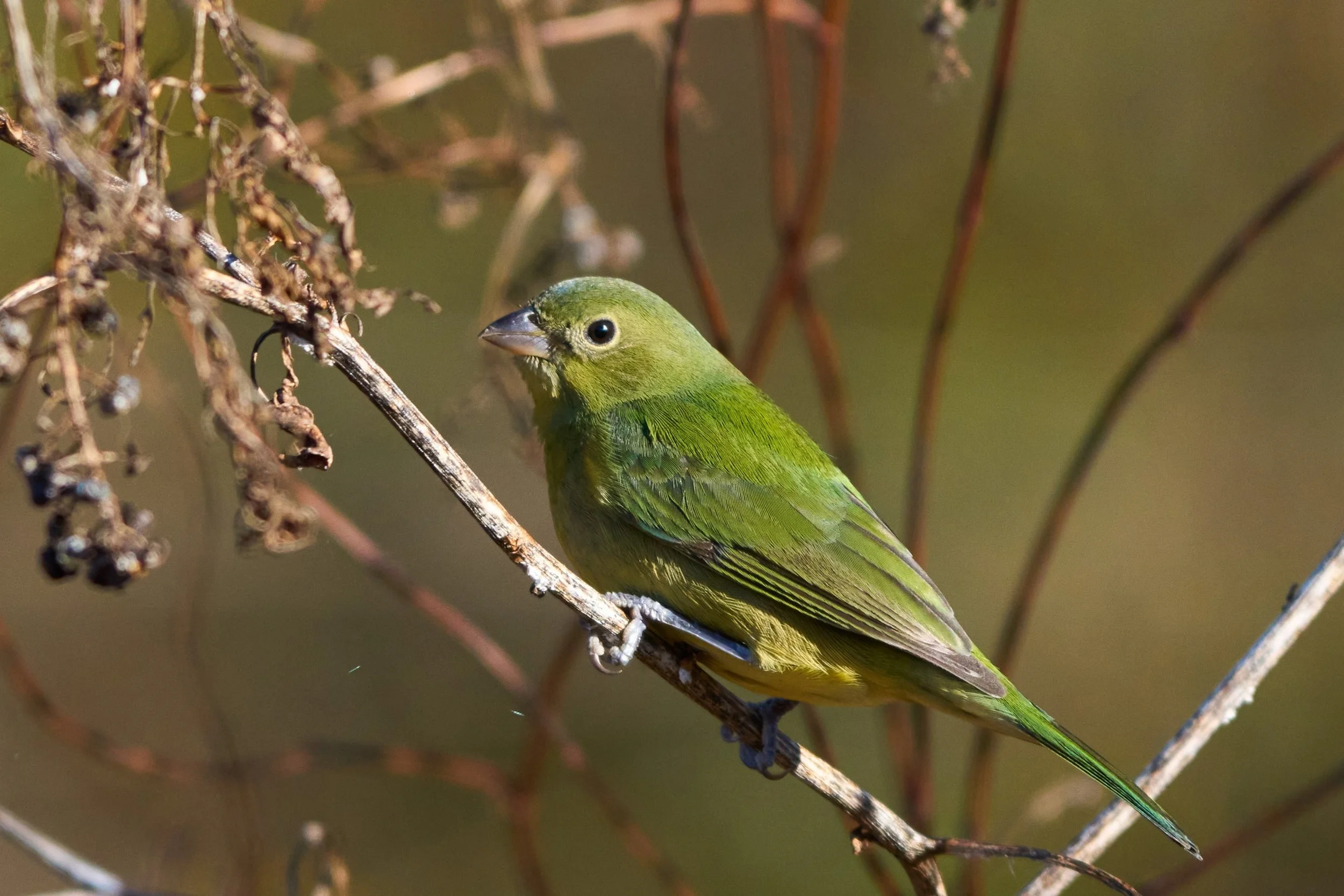 Saluda River Walk,  Columbia SC