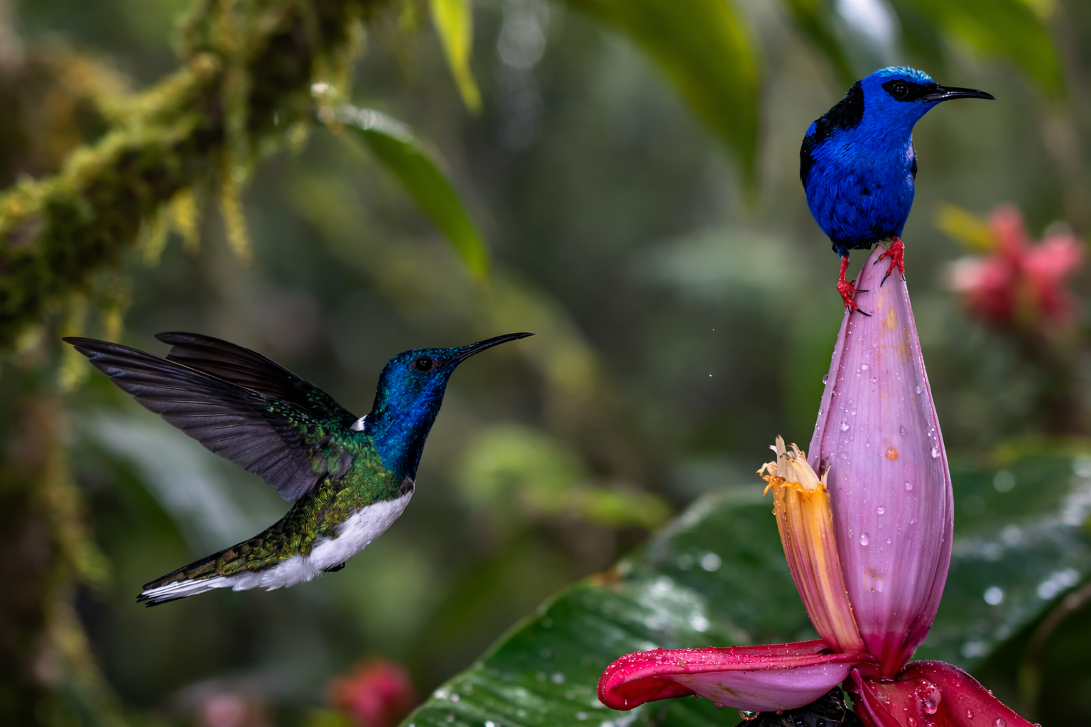 Suspended between wing and stillness.