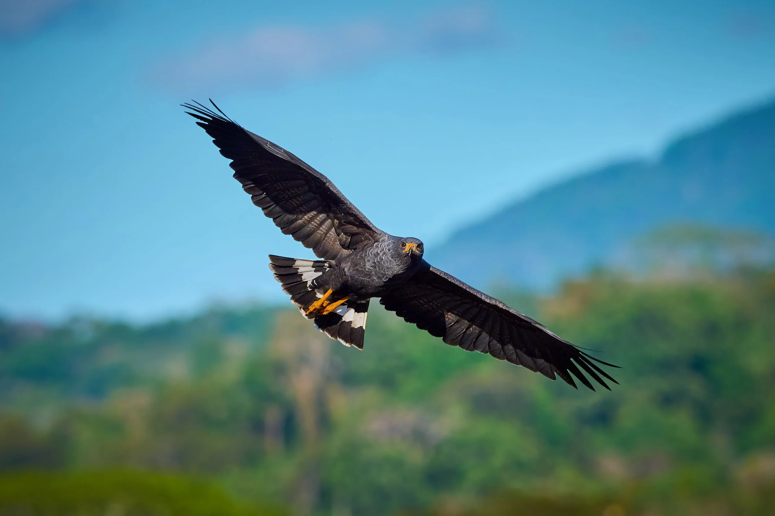 Above the canopy, everything widens