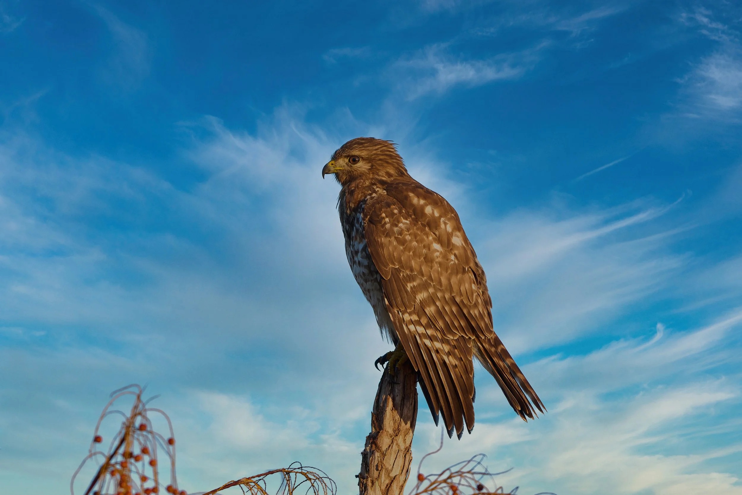 A1200355 (1) crop 20mb.jpg