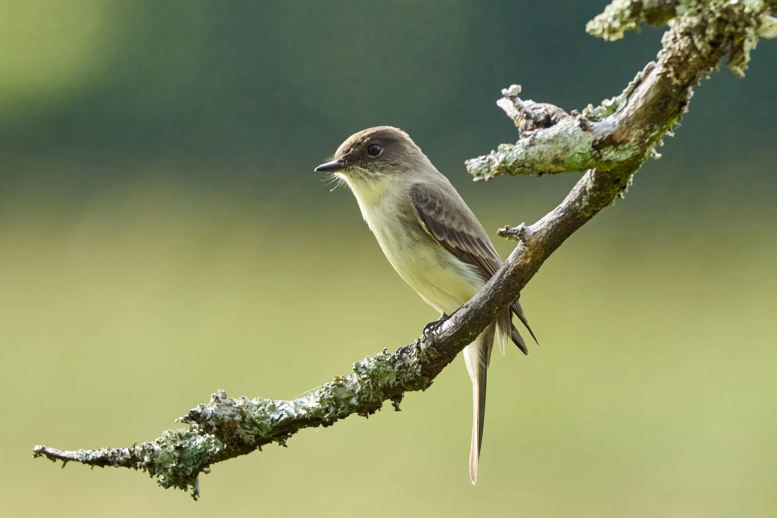 Eastern Phoebe Available as a 8 x 10 or 11 x 14 Print