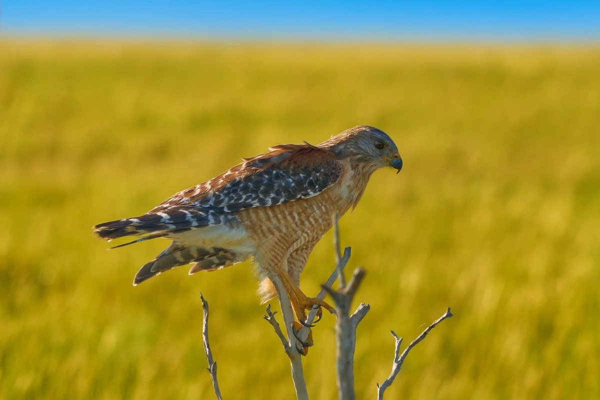 hawk in field 1200 long side j.jpg