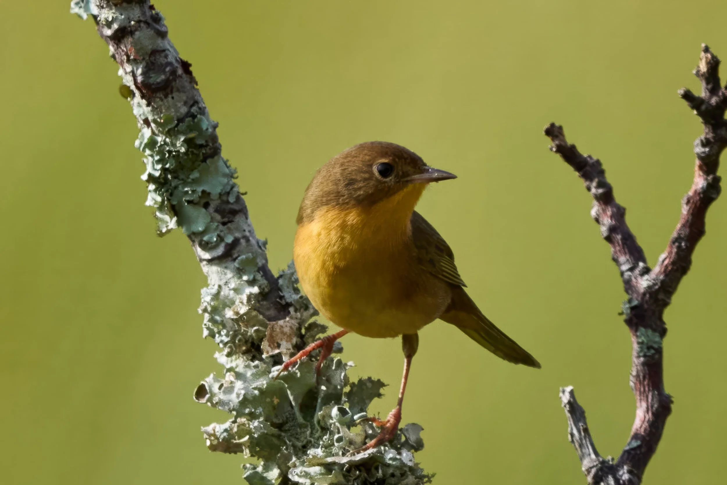 Common Yellowthroat Warbler Female Available as a 8 x 10 or 11 x 14 Print