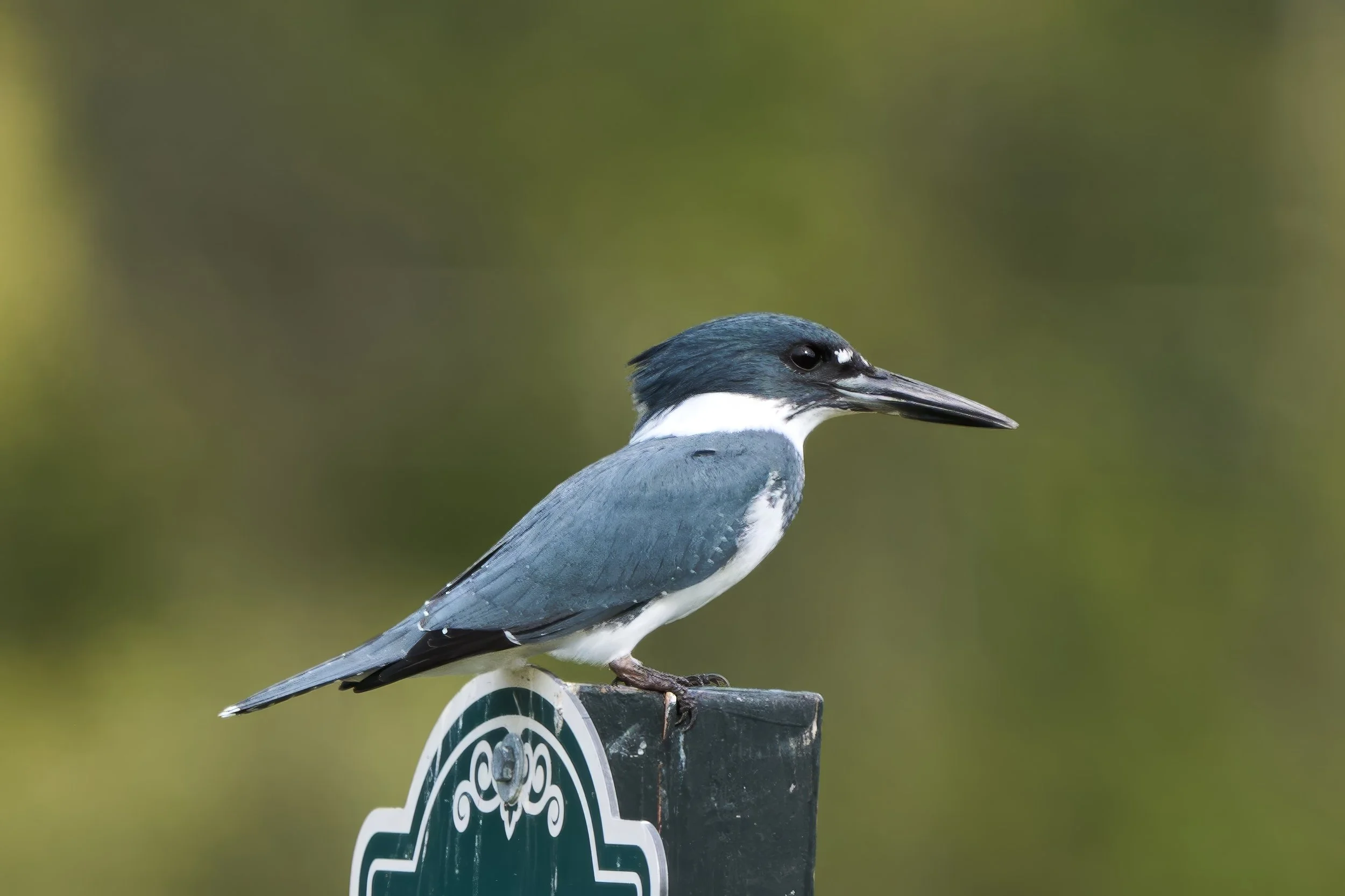 Belted Kingfisher Available as a 8 x 10 or 11 x 14 Print