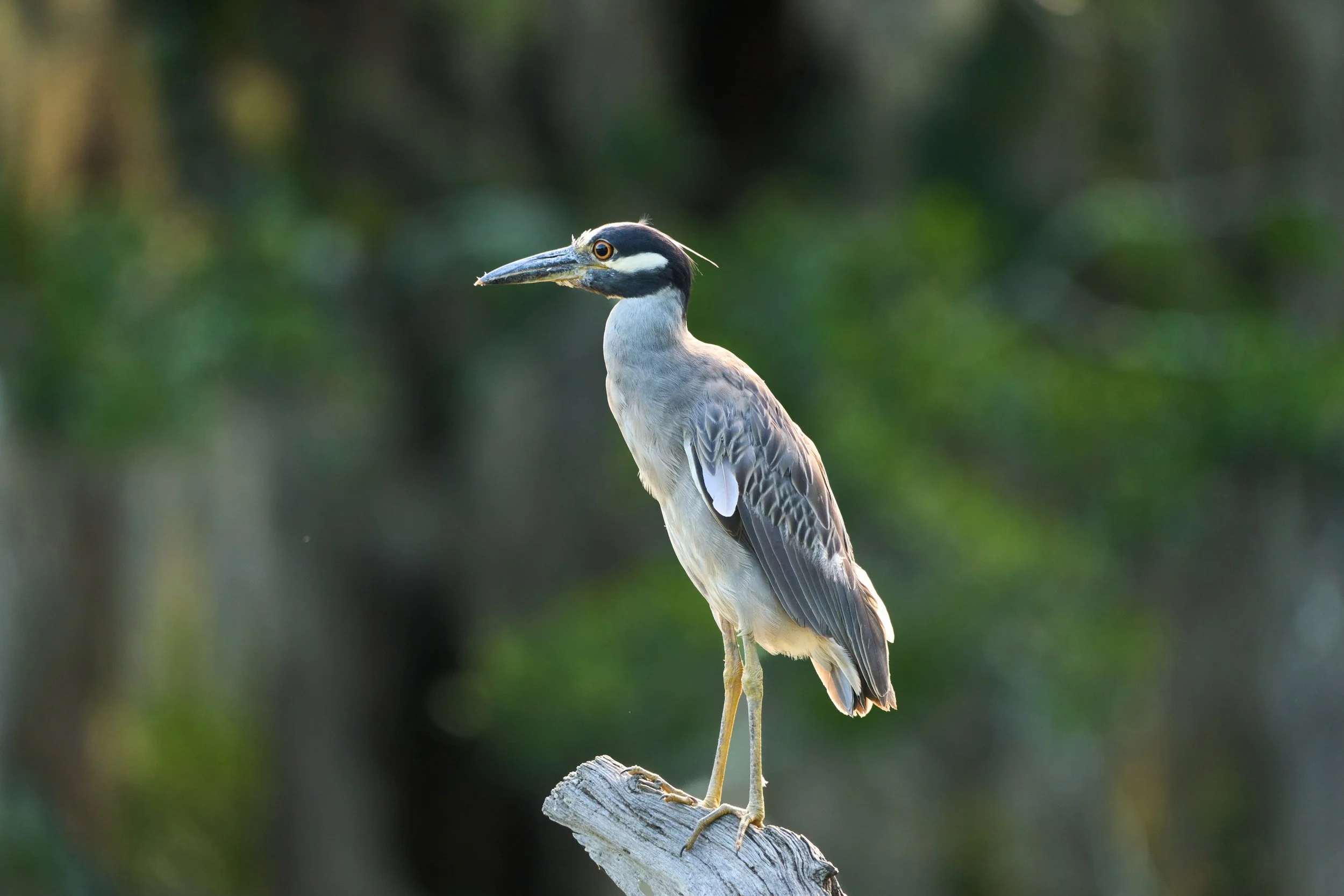 A1A00080 resized.jpg