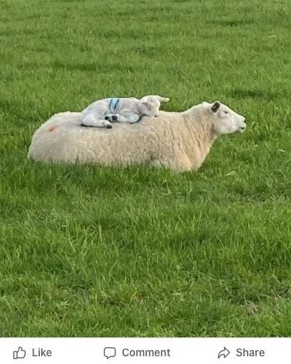 The softest spot on the estate.
A quiet lakeside escape in the Worcestershire countryside.