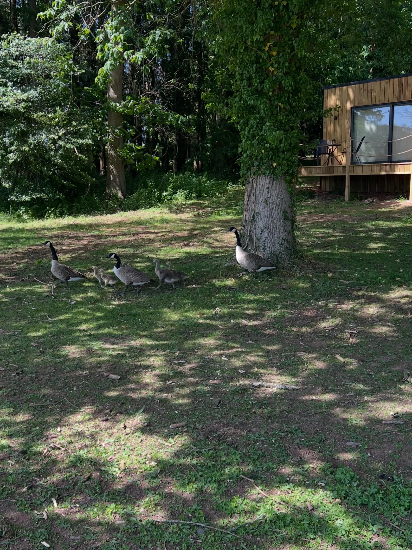 The residents know where the shade is.