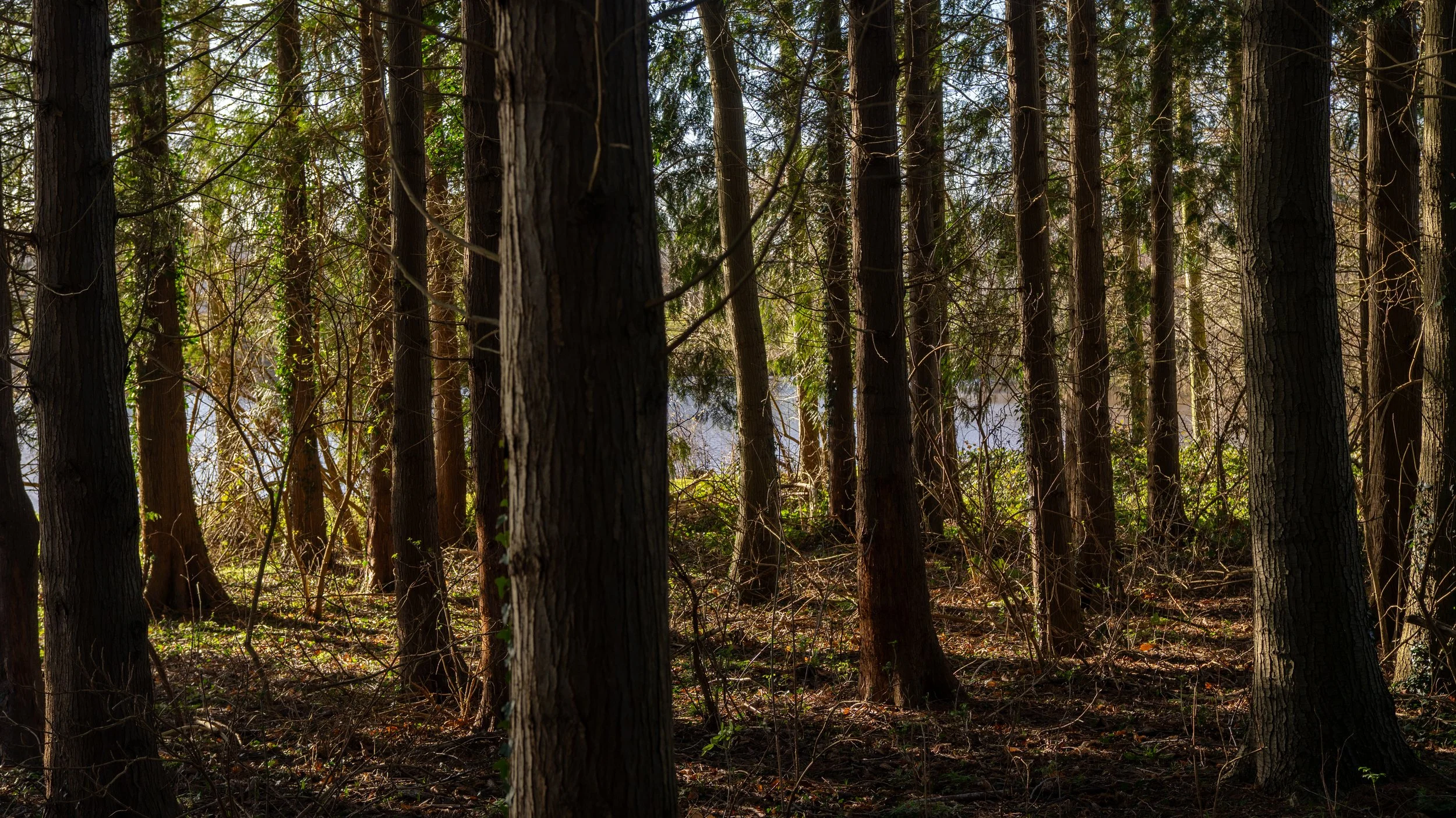 Dense forest with tall trees, some sunlight filtering through the branches, and a body of water visible in the background through the trees.