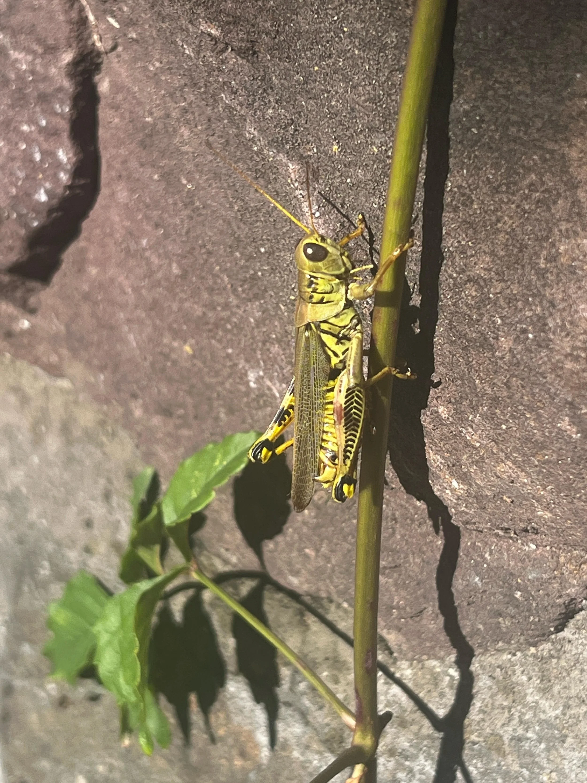 WhatsApp Image 2025-10-10 at 08.30.46.jpeg