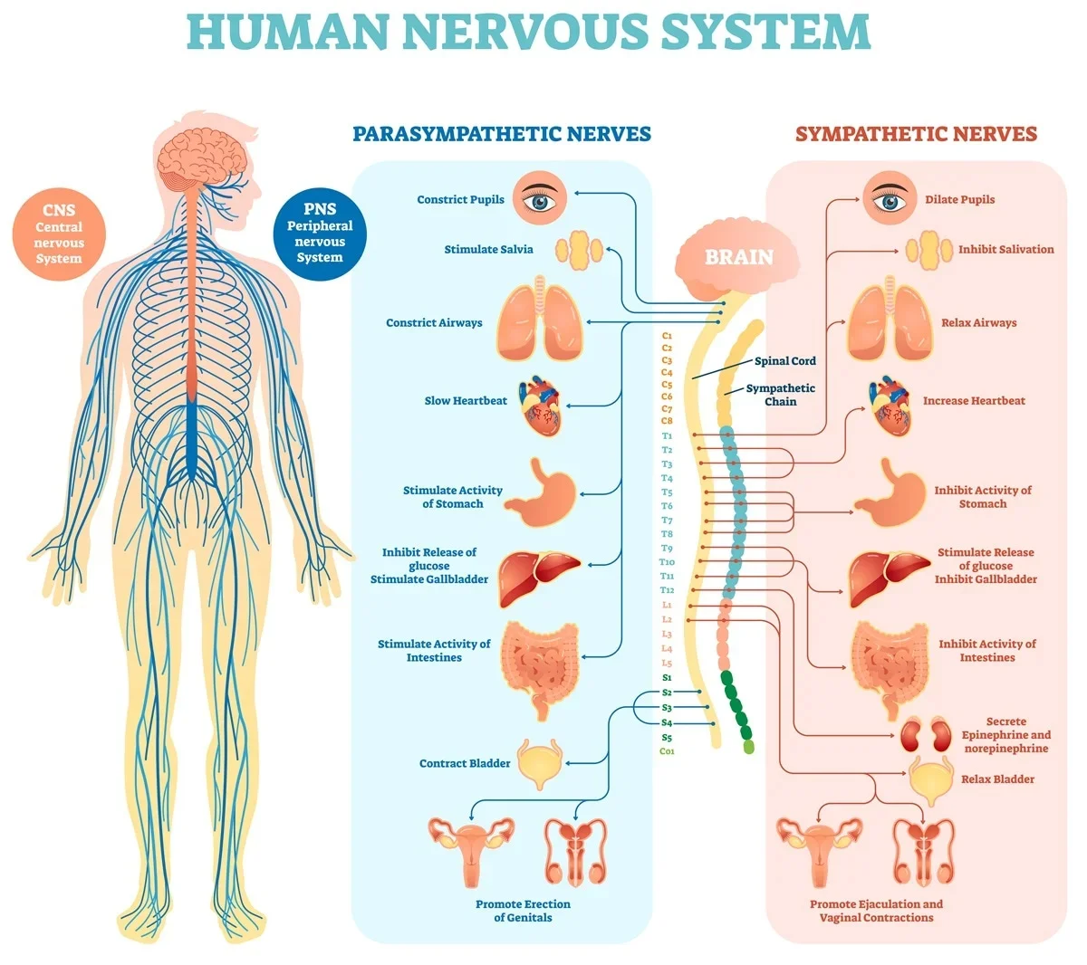 The Seven Layers of Stability Your Nervous System Needs