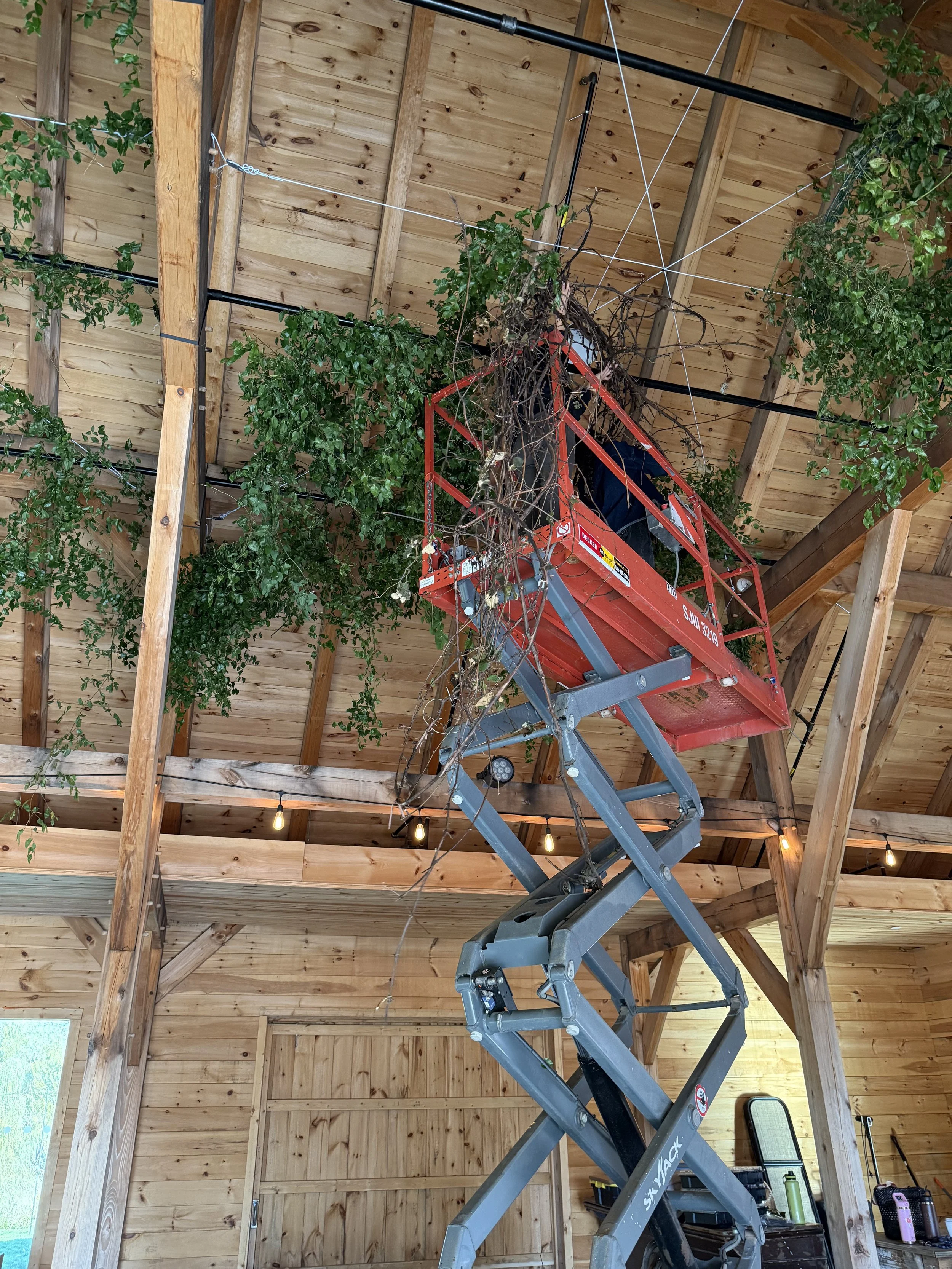 The image shows the interior of a wooden structure with a high ceiling. A person on a cherry picker lift is trimming or working on the vines and wires attached to the ceiling beams. The vine has some green leaves and dried branches. The space is illuminated by string lights hanging from the ceiling.