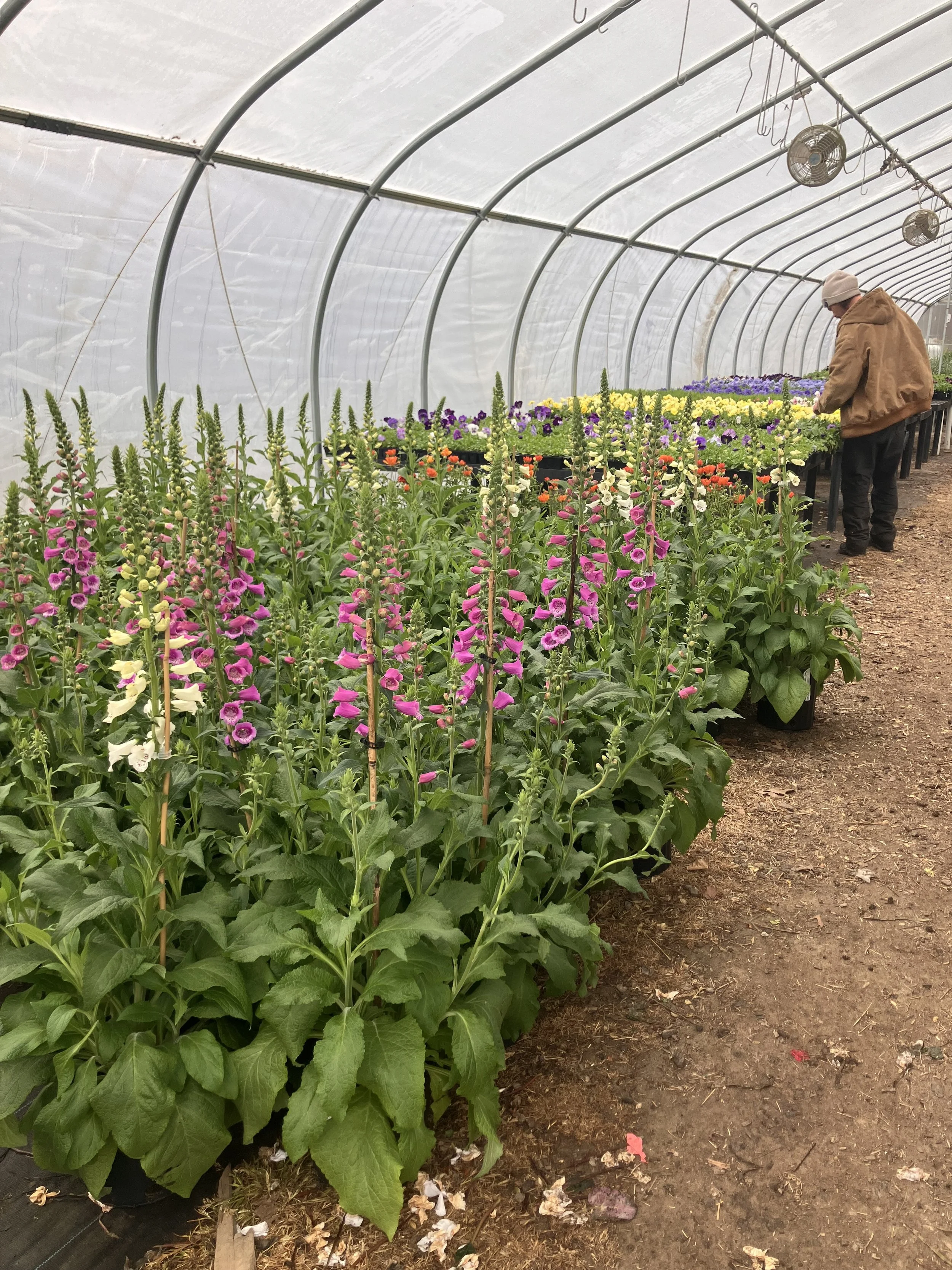 A person tending to flowers inside a greenhouse with a curved plastic roof, rows of colorful flowers, and a dirt pathway.